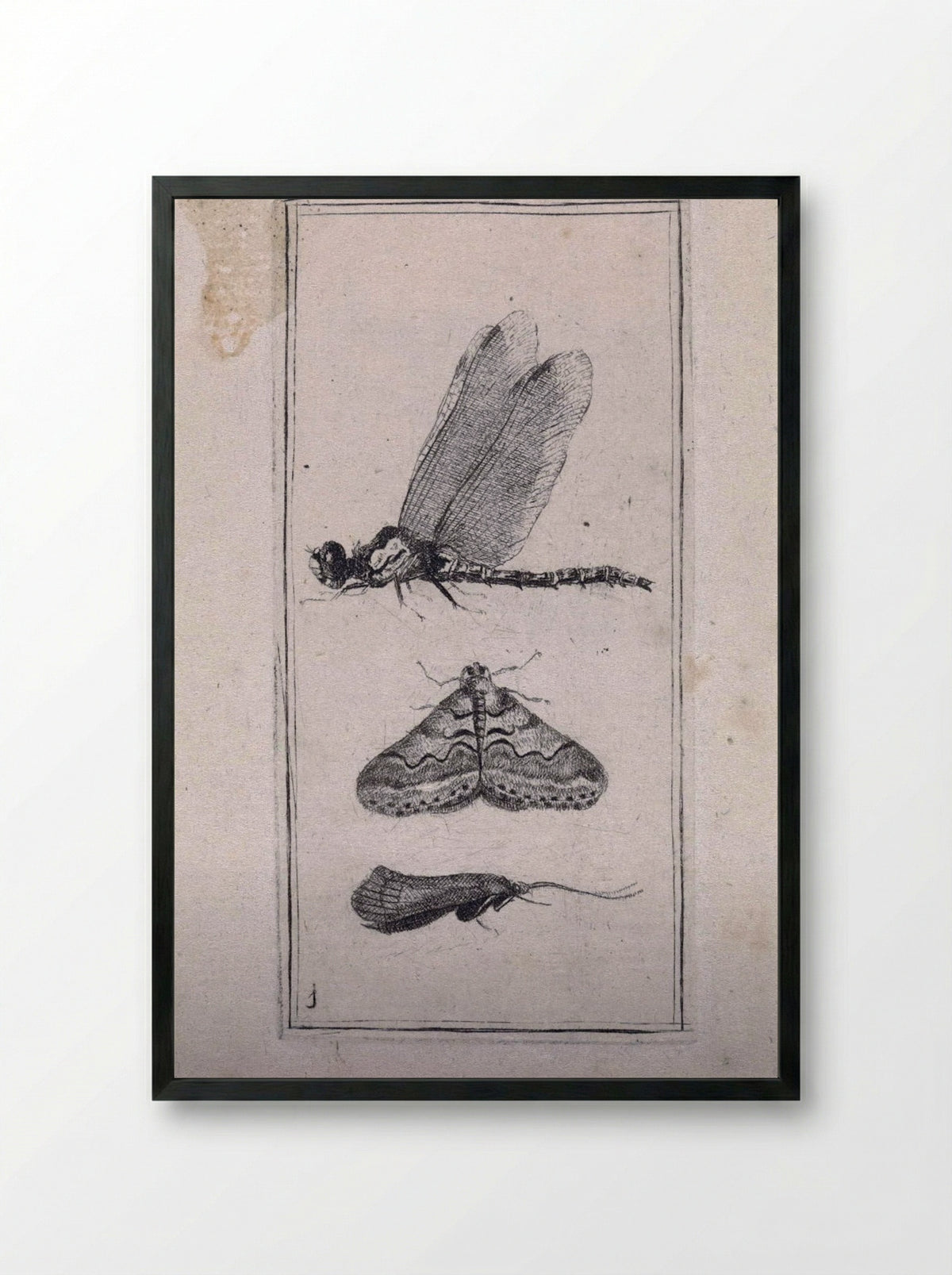 Libelle en twee nachtvlinders - Pieter Lyonet - Framed Print Black
