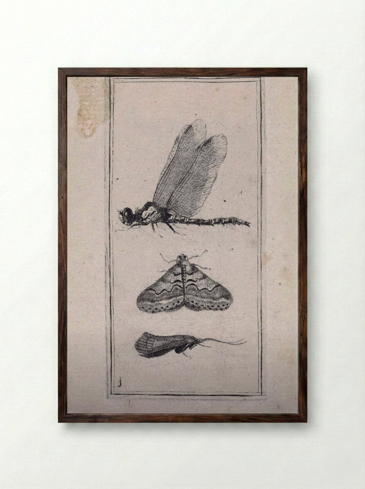 Libelle en twee nachtvlinders - Pieter Lyonet - Framed Print Dark Wood