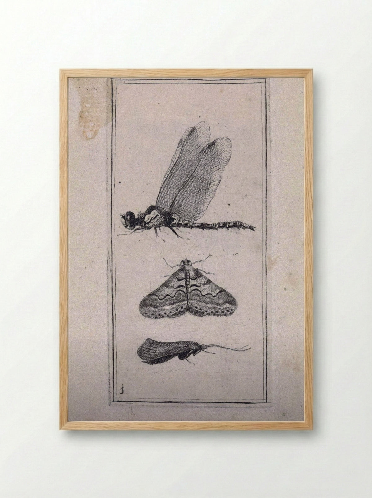 Libelle en twee nachtvlinders - Pieter Lyonet - Framed Print Wood