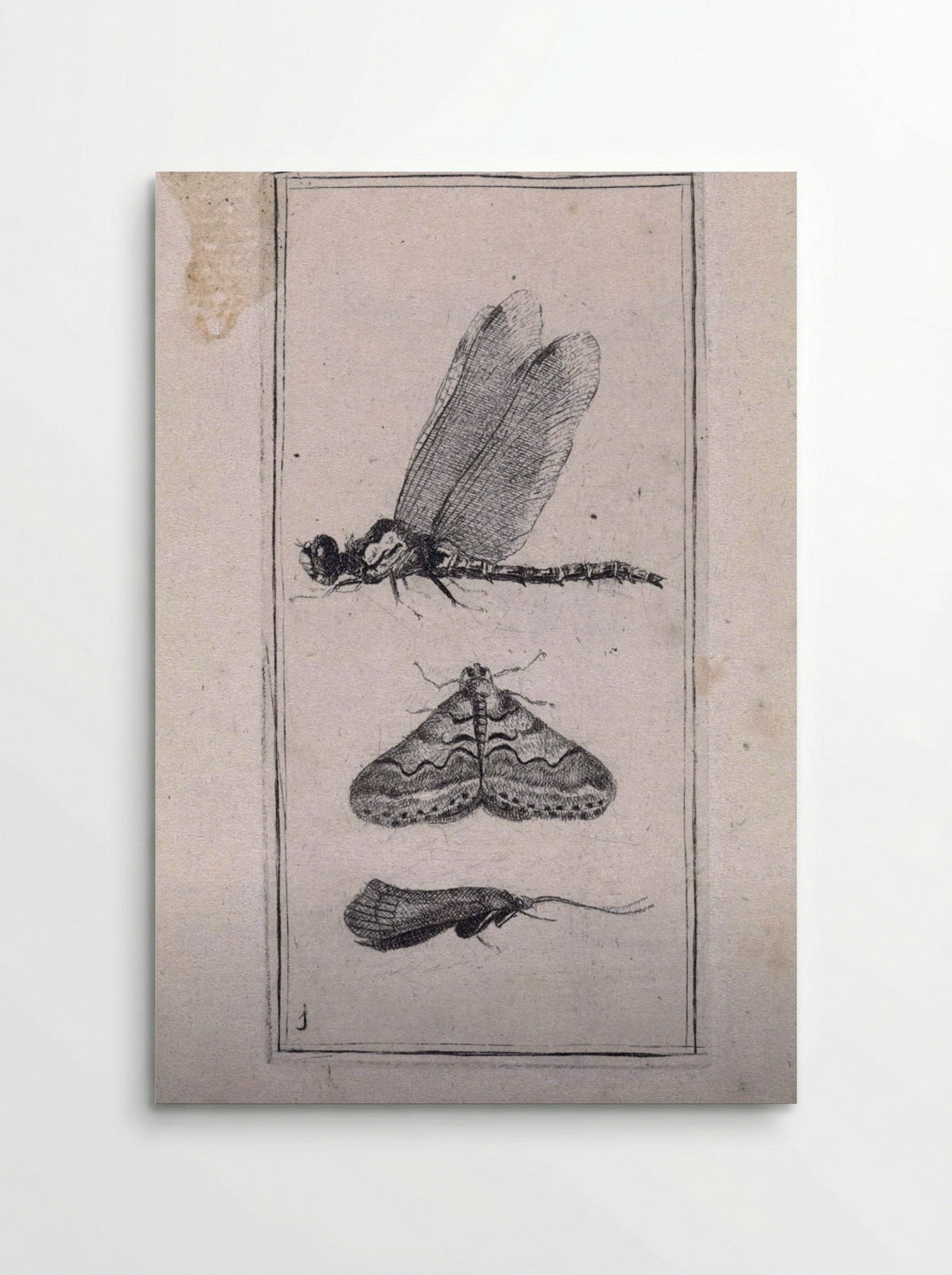 Libelle en twee nachtvlinders - Pieter Lyonet - Poster