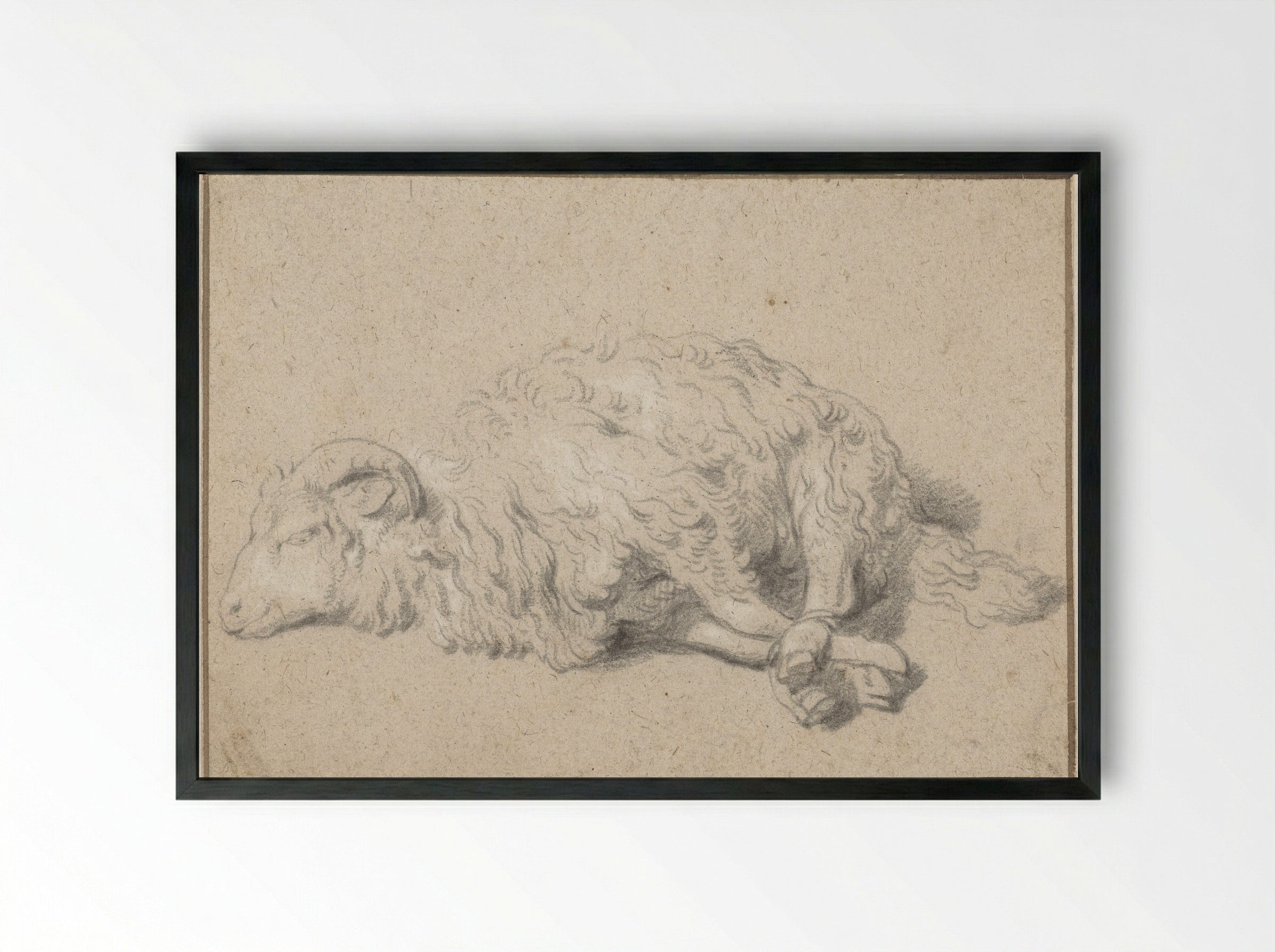 Liggend schaap met vastgebonden poten - Jan Baptist Weenix - Framed Print Black