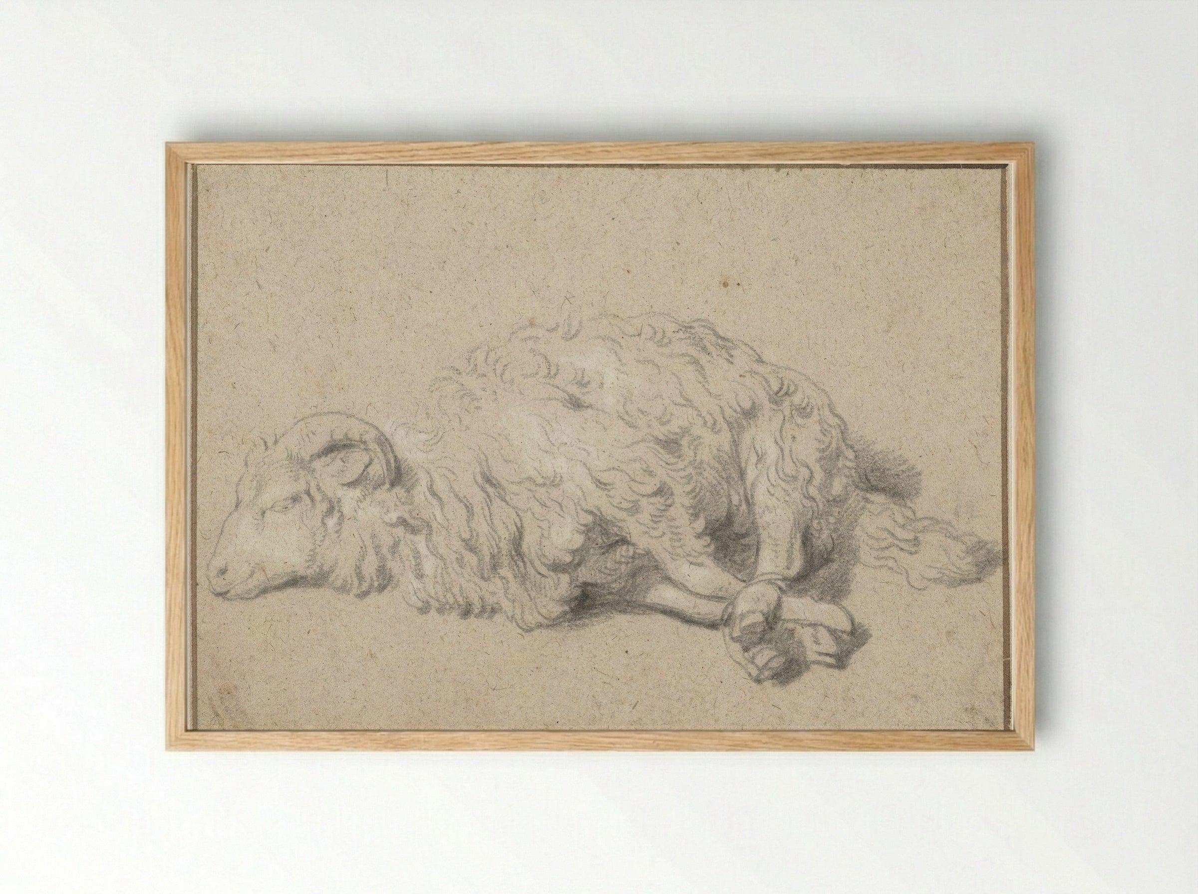 Liggend schaap met vastgebonden poten - Jan Baptist Weenix - Framed Print Wood