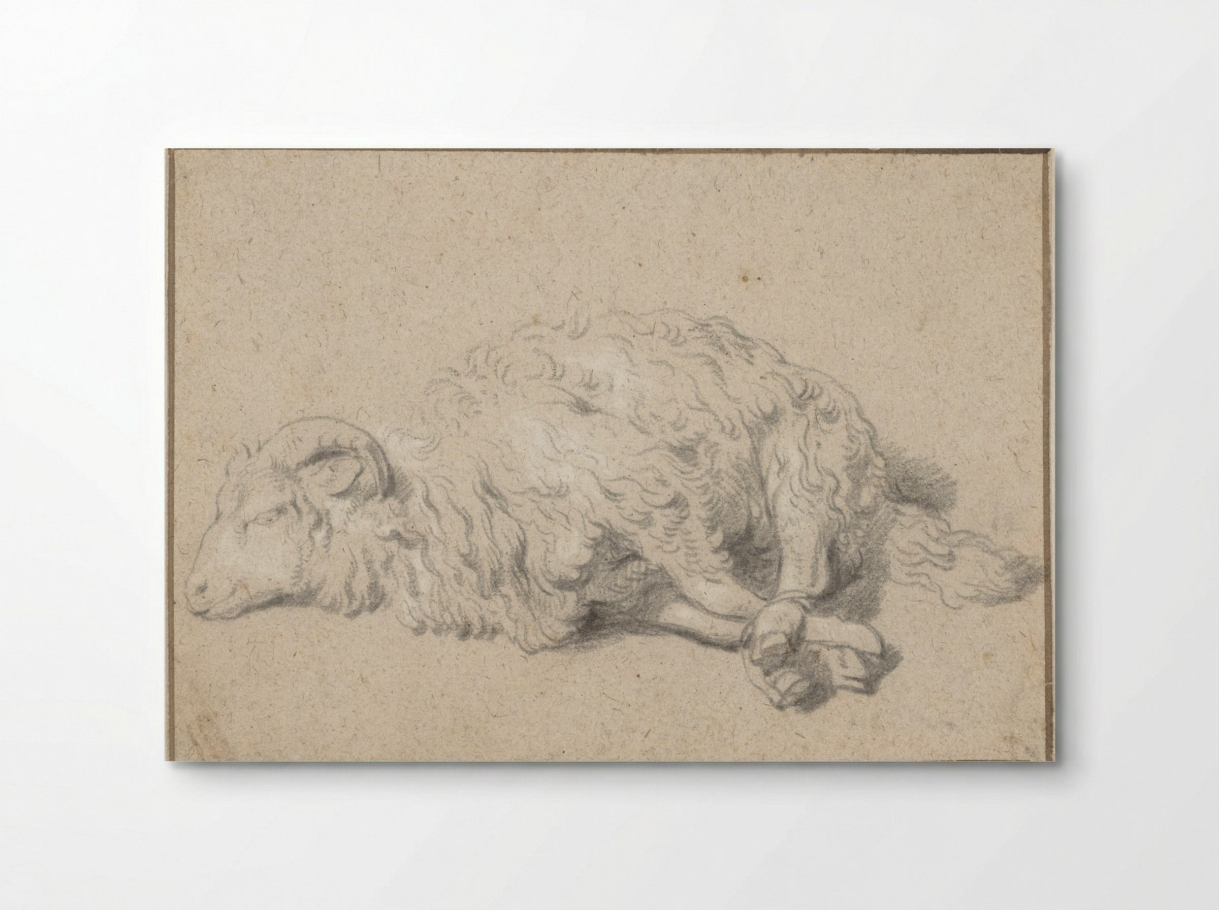 Liggend schaap met vastgebonden poten - Jan Baptist Weenix - Poster