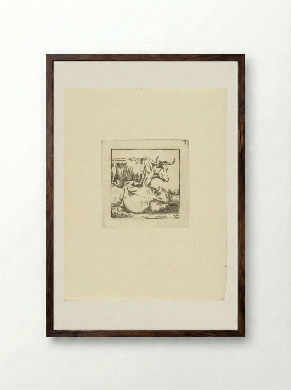 Liggende en staande koe - G. van Citters - Framed Print Dark Wood