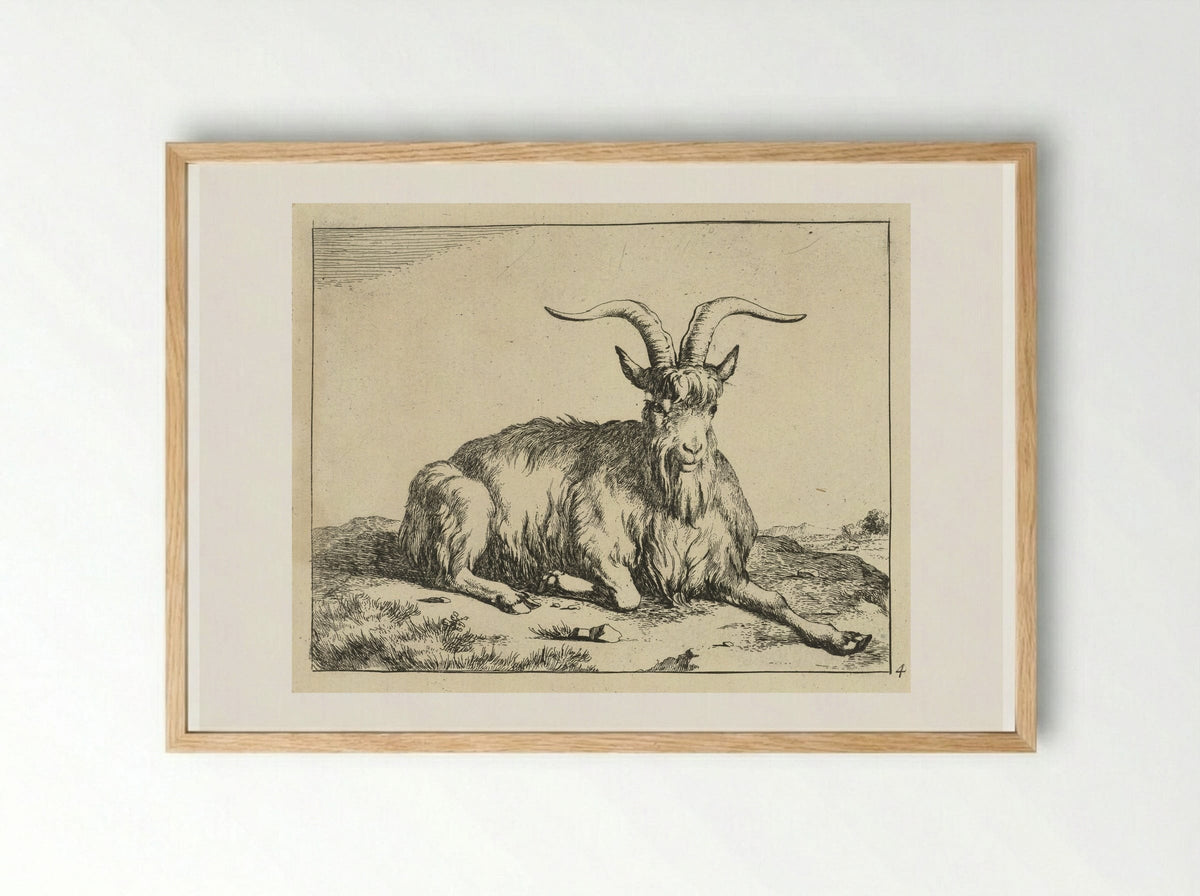 Liggende geit de voorpoot uitgestrekt - Marcus de Bye - Framed Print Wood