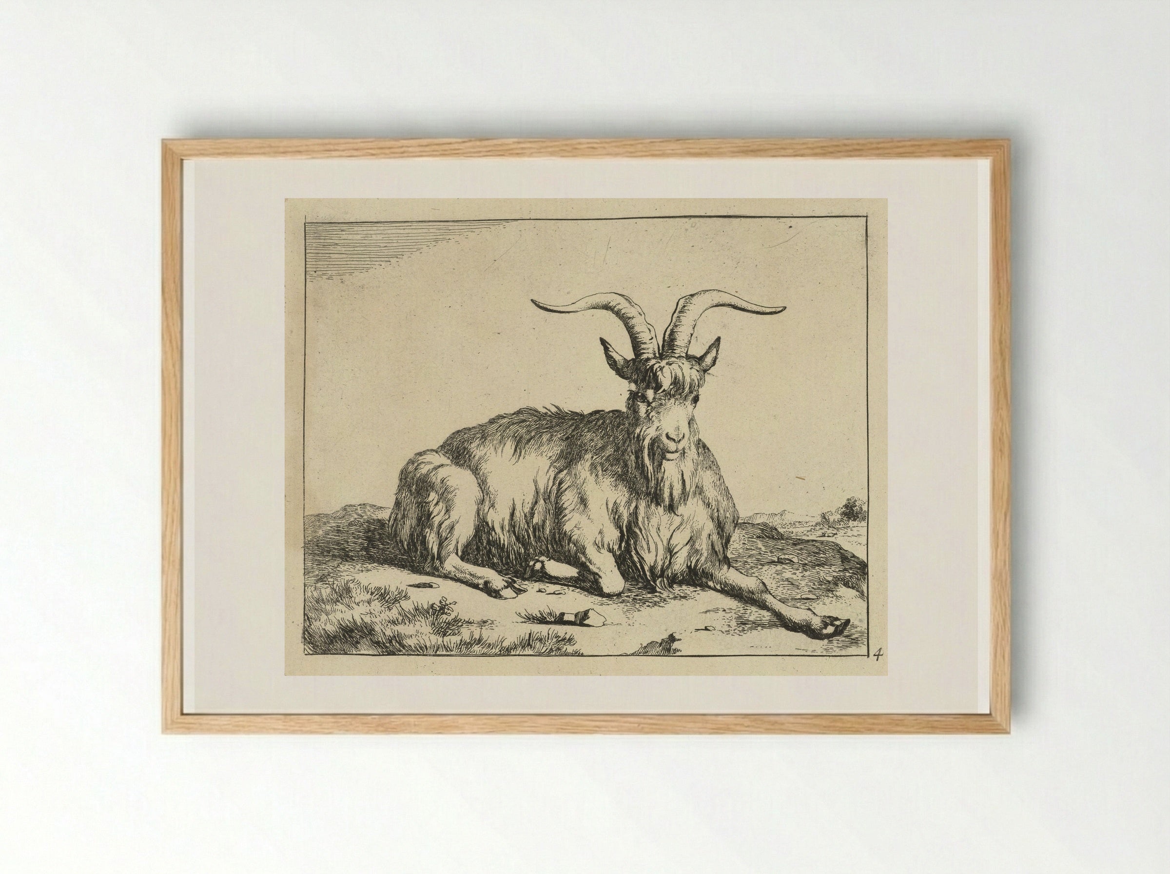 Liggende geit de voorpoot uitgestrekt - Marcus de Bye - Framed Print Wood