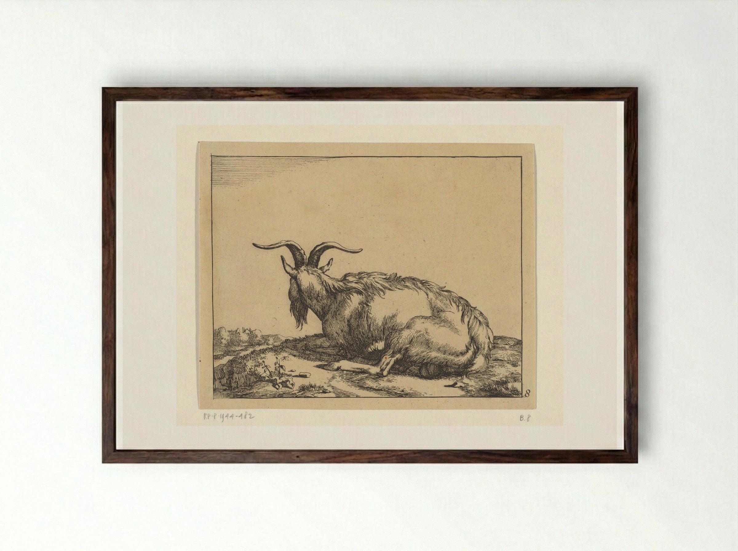 Liggende geit van achter gezien - Marcus de Bye - Framed Print Dark Wood
