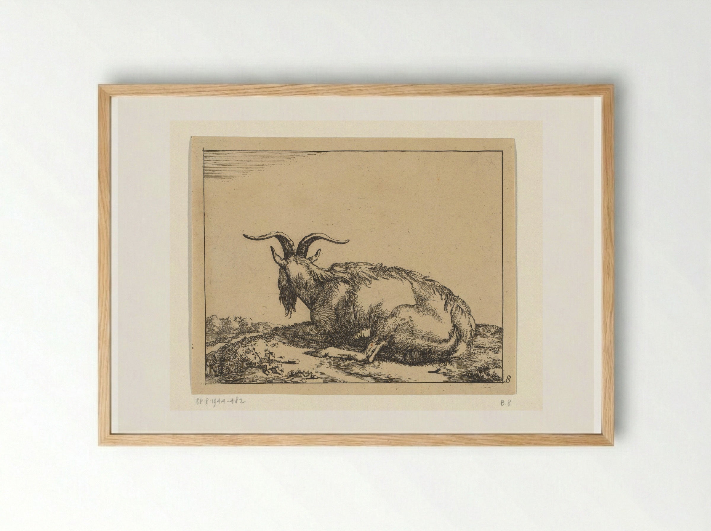 Liggende geit van achter gezien - Marcus de Bye - Framed Print Wood