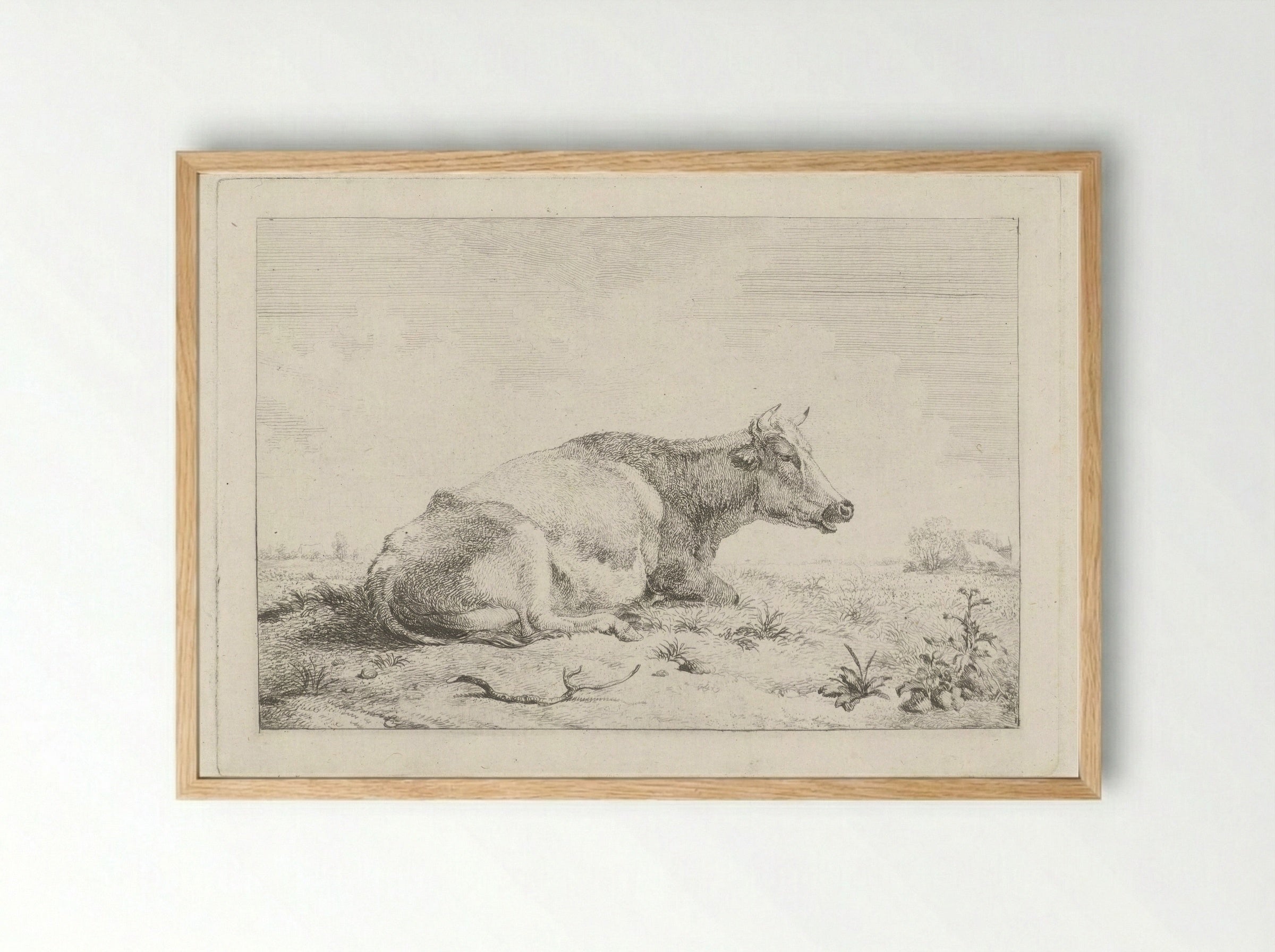 Liggende koe met distel - Pieter Gerardus van Os - Framed Print Wood