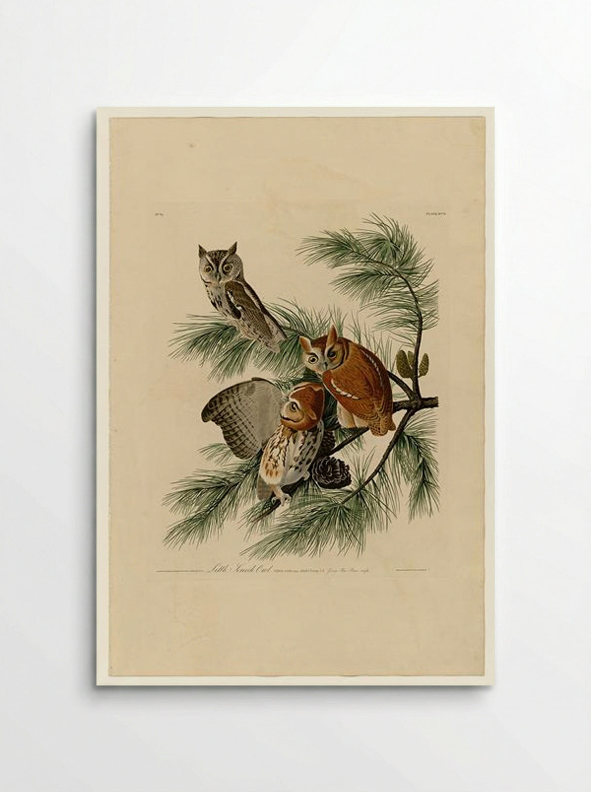 Little Screech Owl (Plate 97) - John James Audubon - Poster