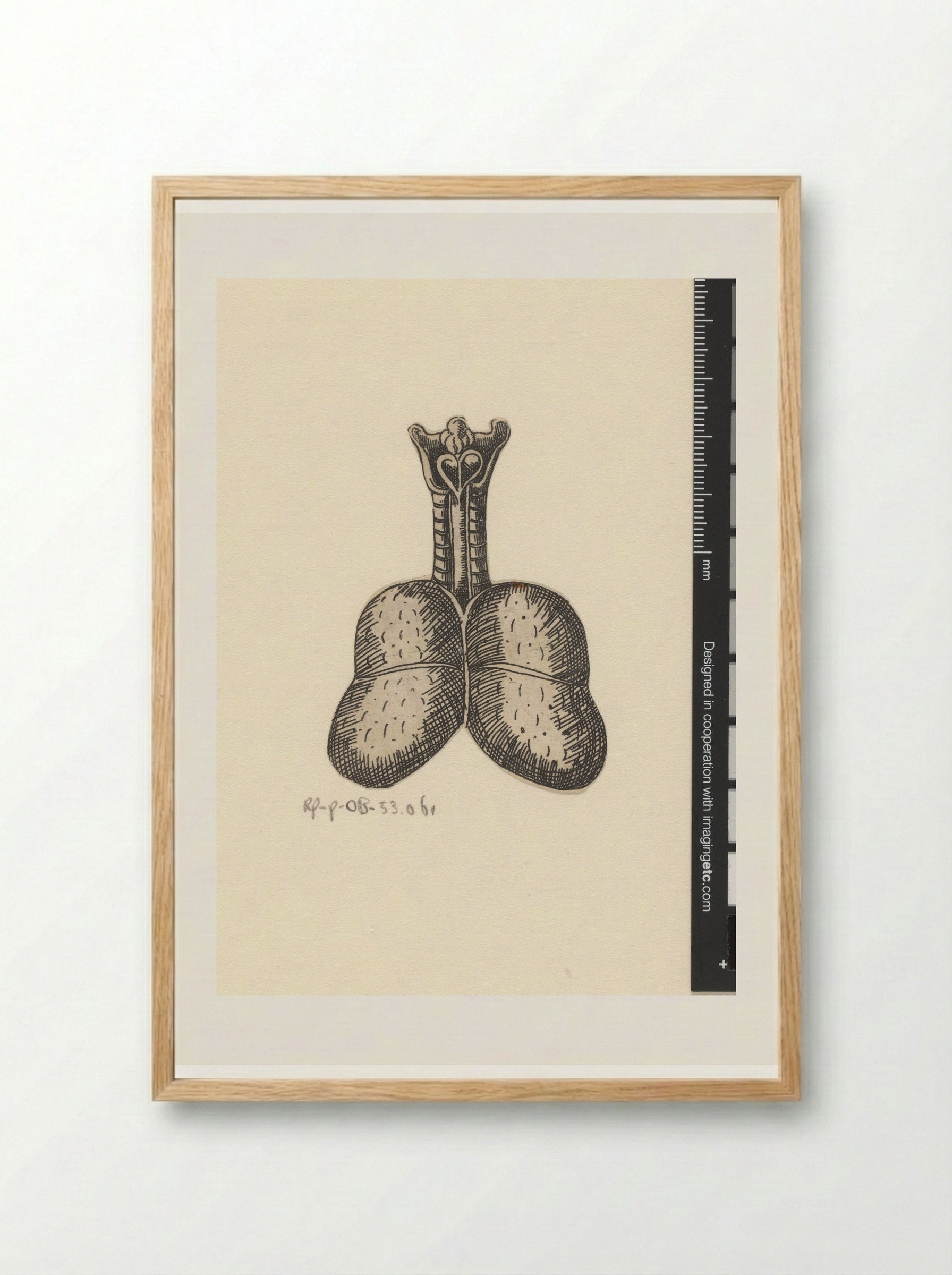 Longen en luchtpijp - Lucas Kilian - Framed Print Wood