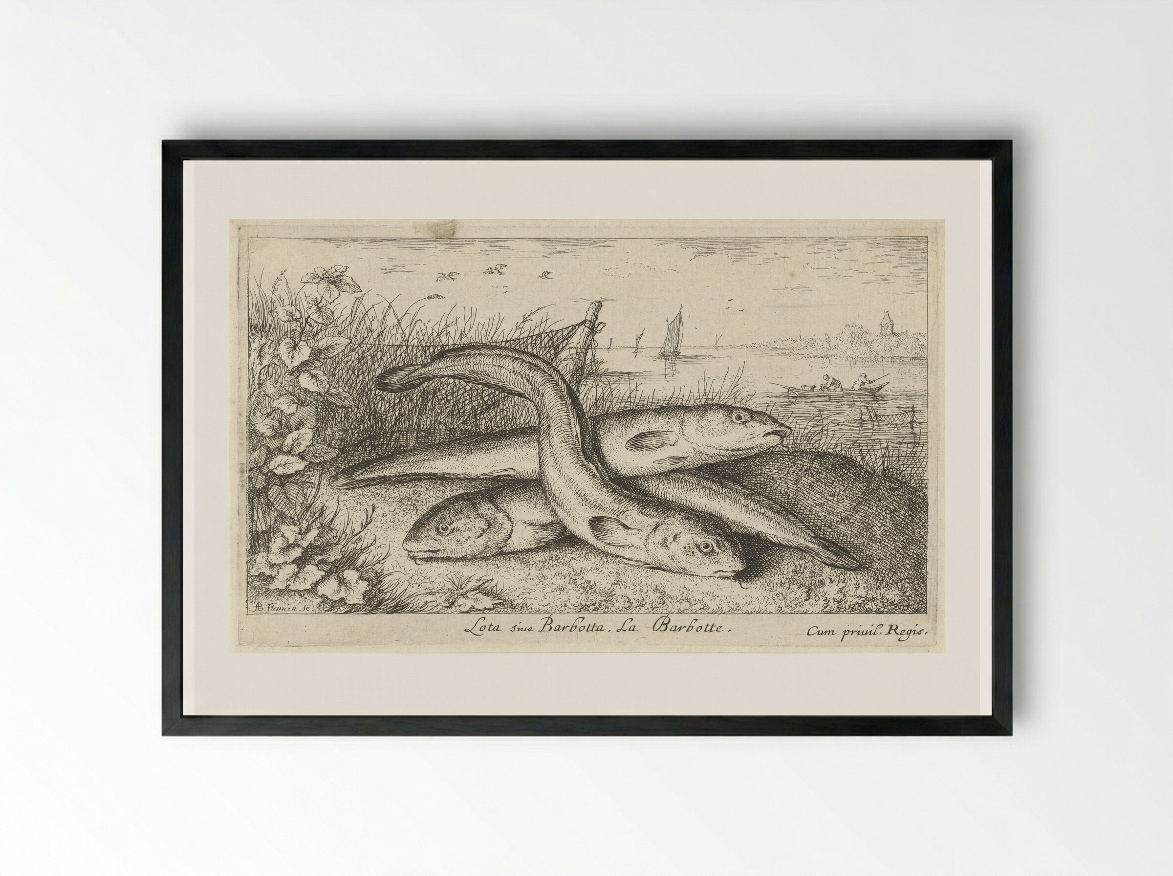 Lota sive Barbotta (Three Burbot on a Riverbank) - Albert Flamen - Framed Print Black