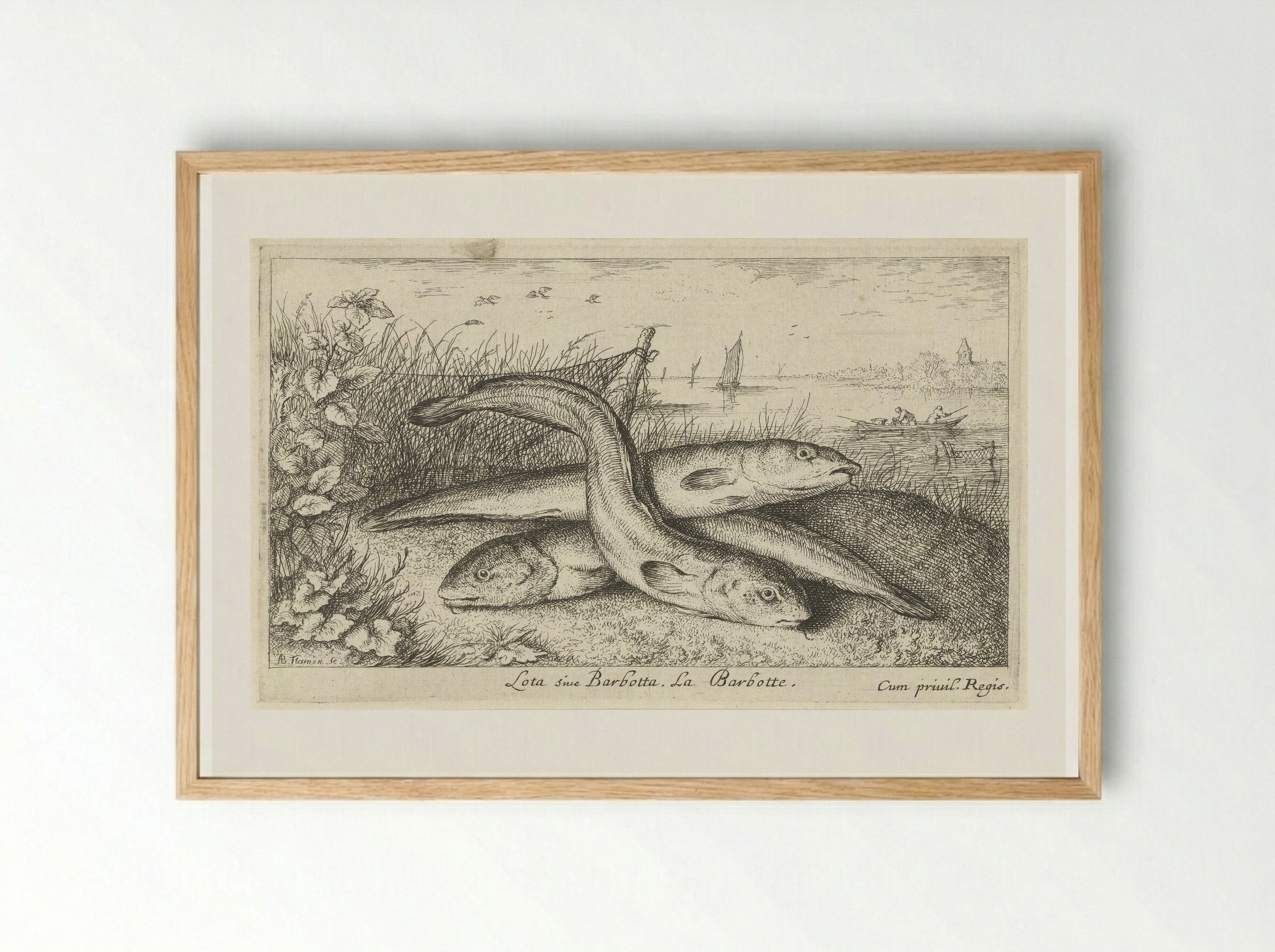 Lota sive Barbotta (Three Burbot on a Riverbank) - Albert Flamen - Framed Print Wood