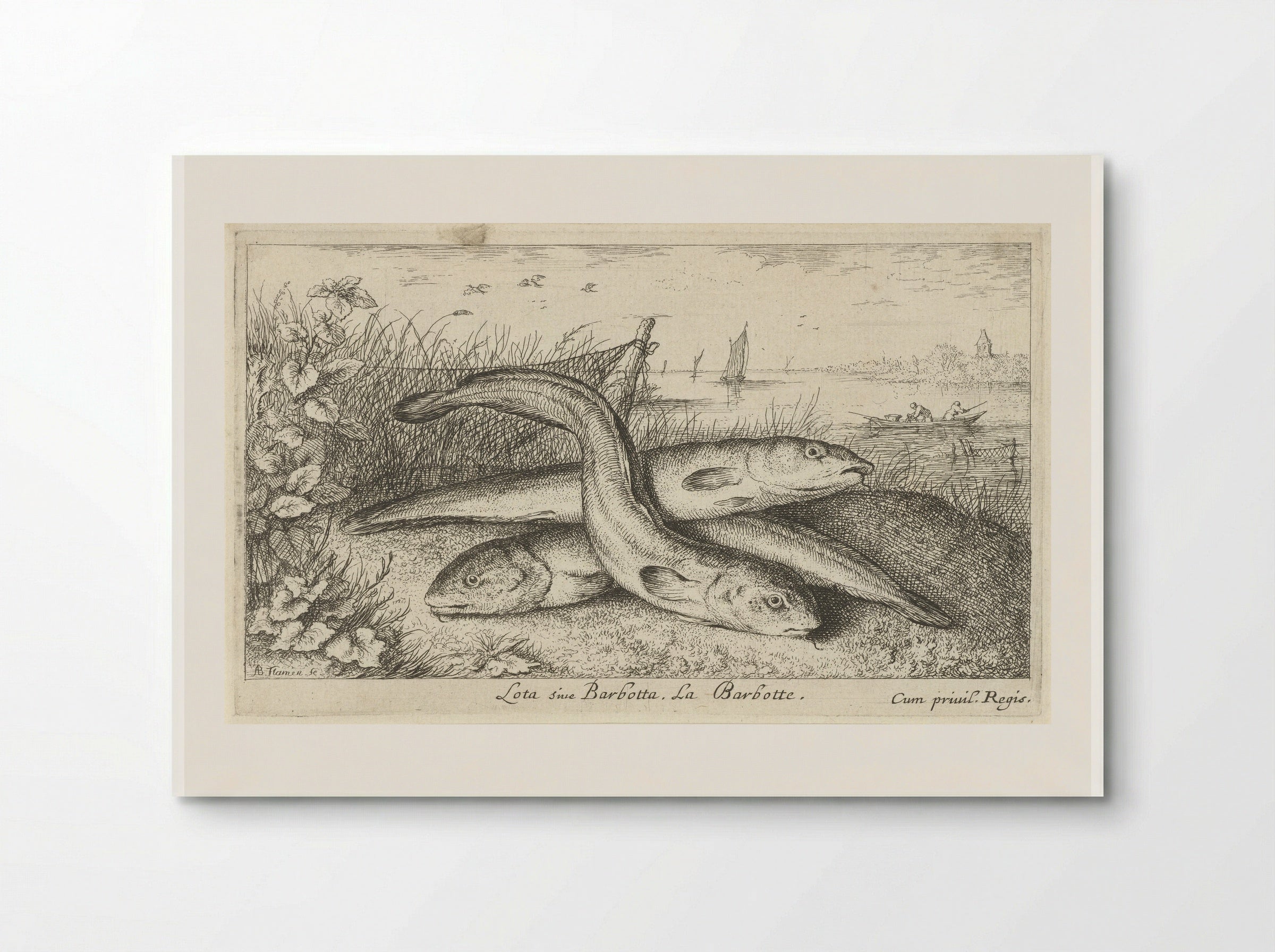 Lota sive Barbotta (Three Burbot on a Riverbank) - Albert Flamen - Poster