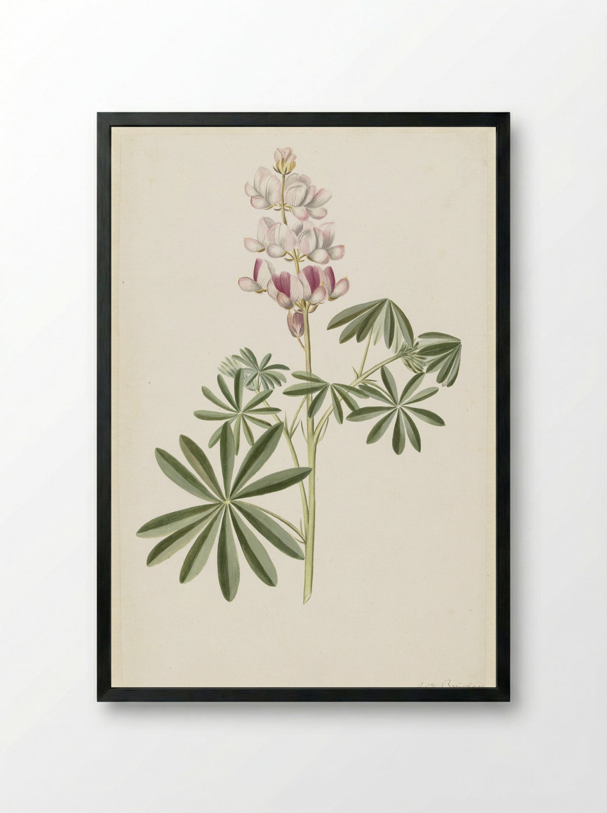 Lupine (Lupinus angustifolius) - Alida Withoos - Framed Print Black
