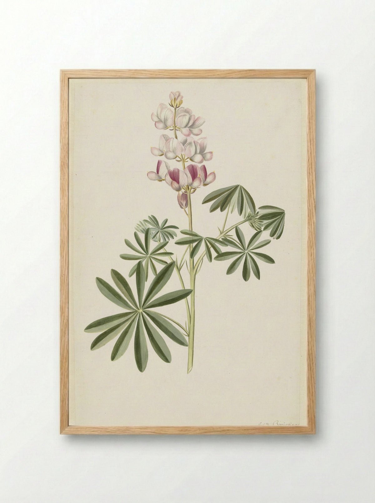 Lupine (Lupinus angustifolius) - Alida Withoos - Framed Print Wood
