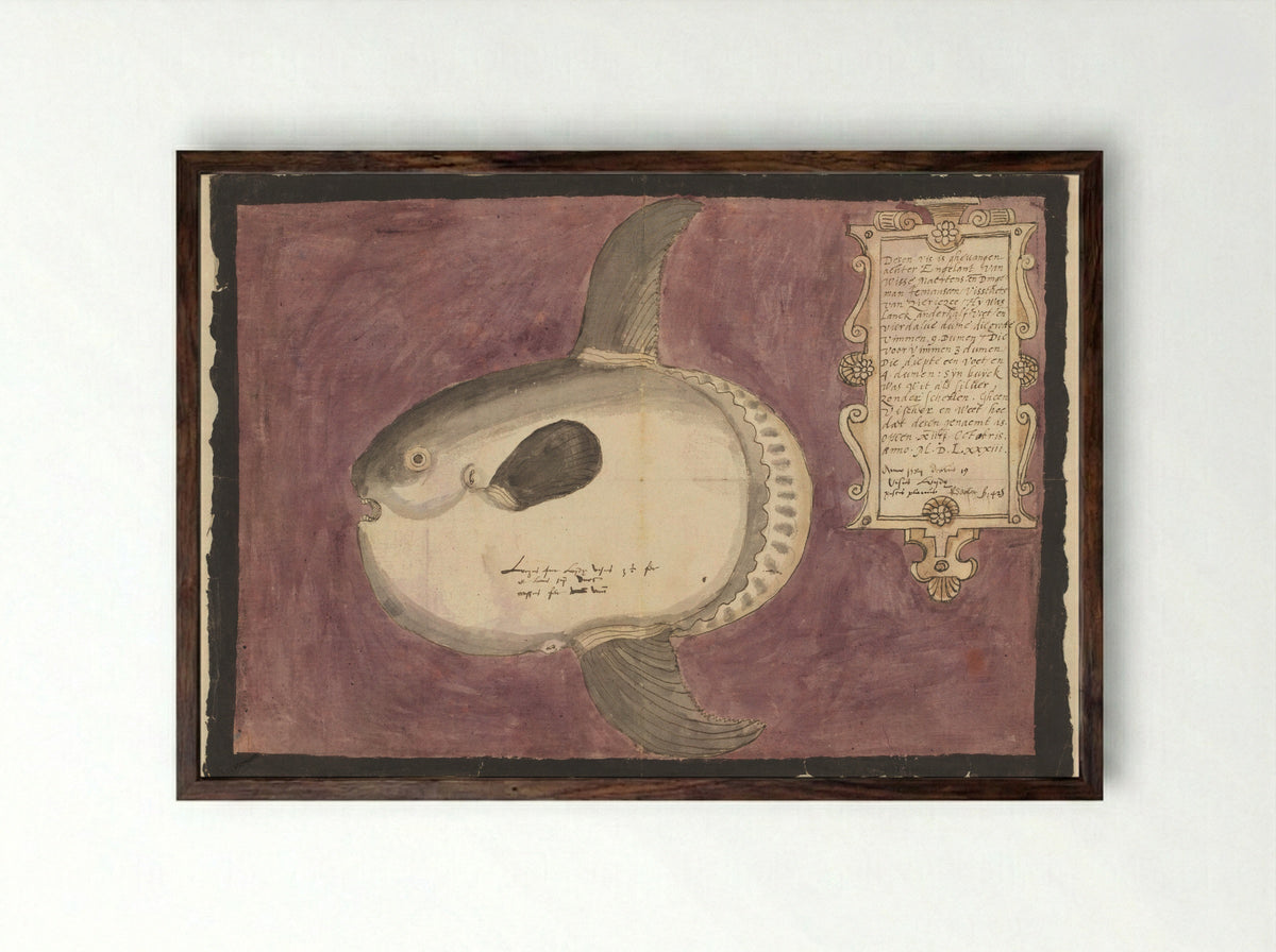 Maanvis (Mola mola) - Adriaen Coenen - Framed Print Dark Wood