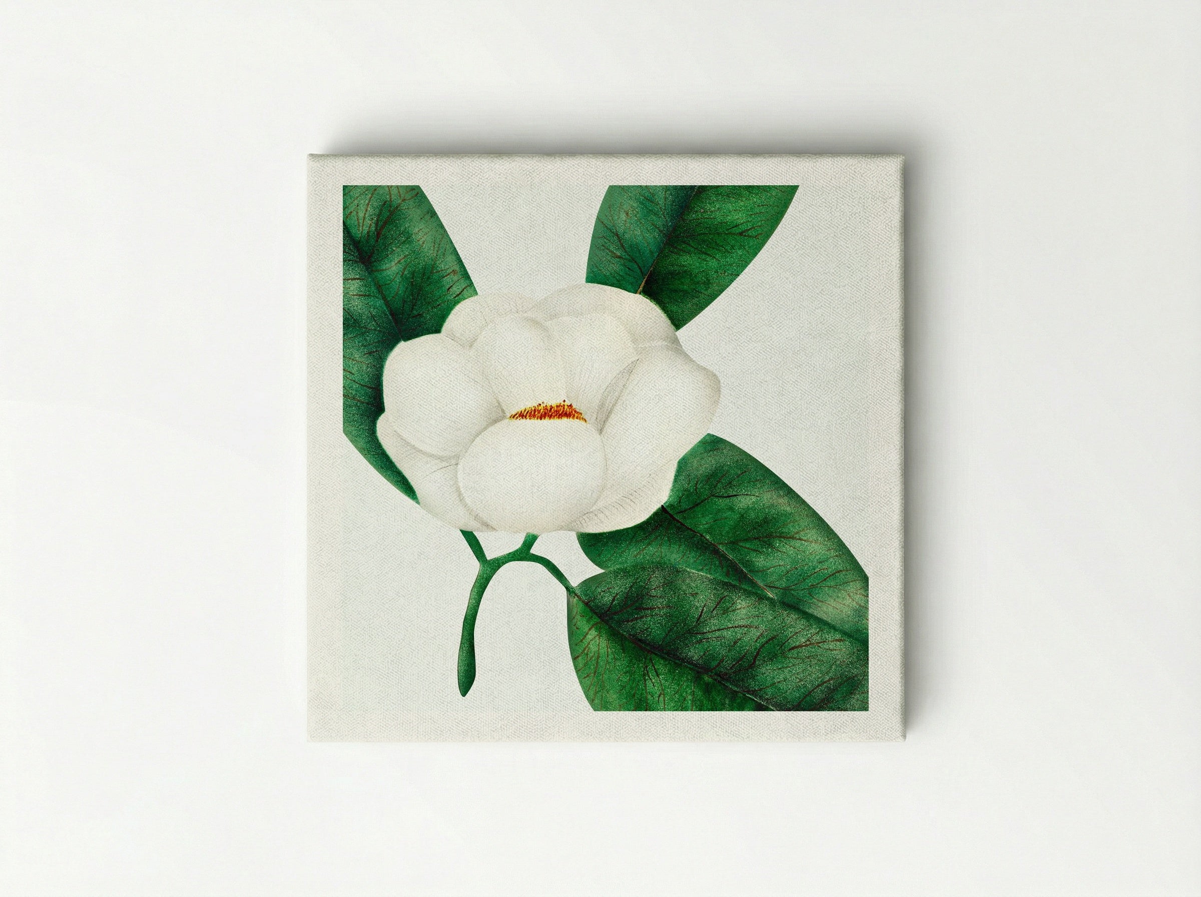 Magnolia - Mary Altha Nims - Canvas