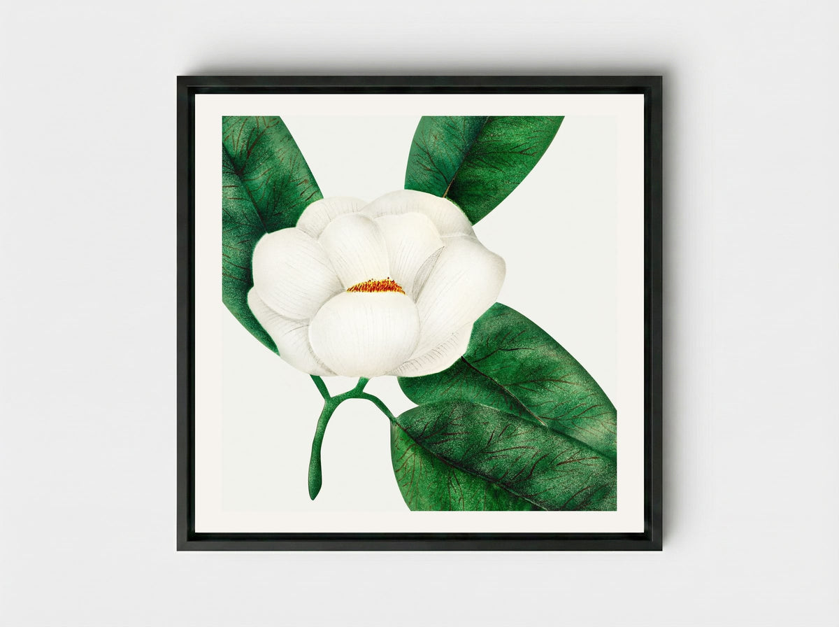 Magnolia - Mary Altha Nims - Framed Canvas Black