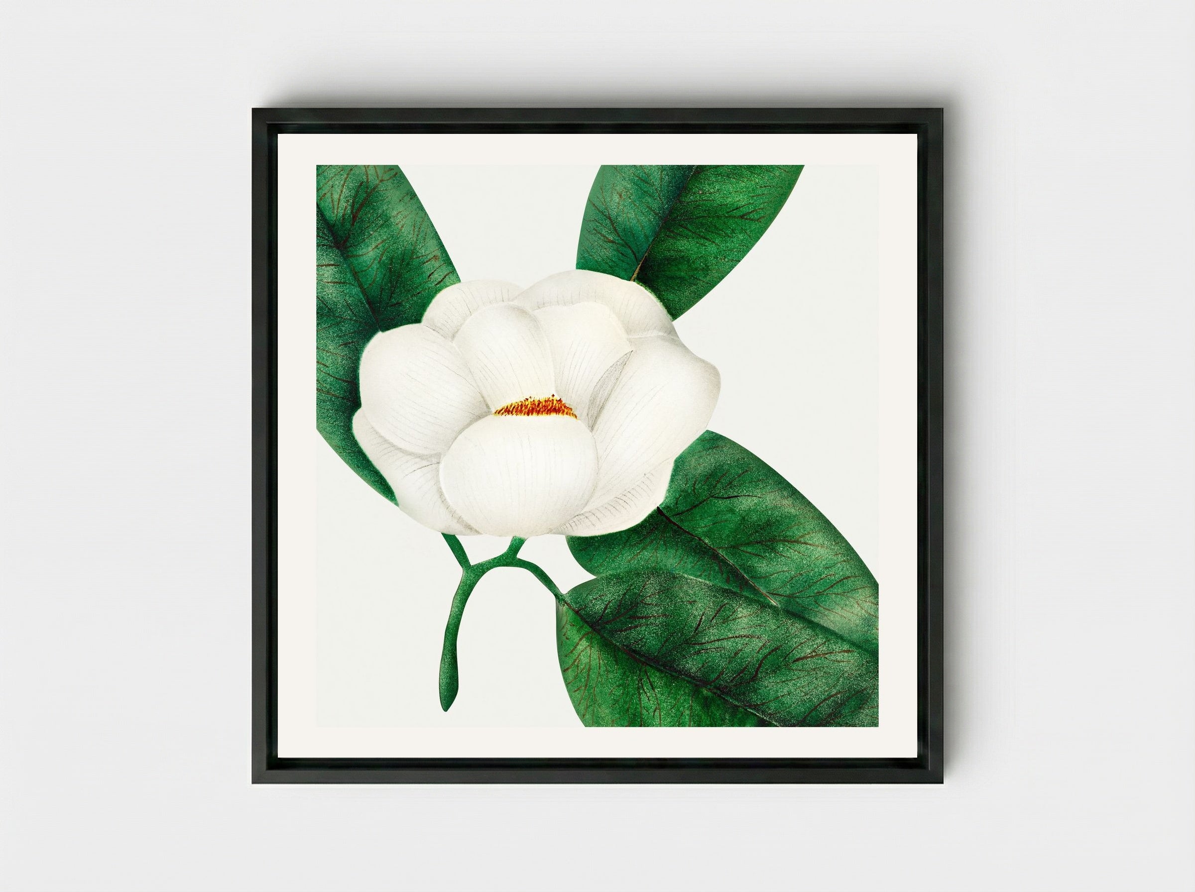 Magnolia - Mary Altha Nims - Framed Canvas Black