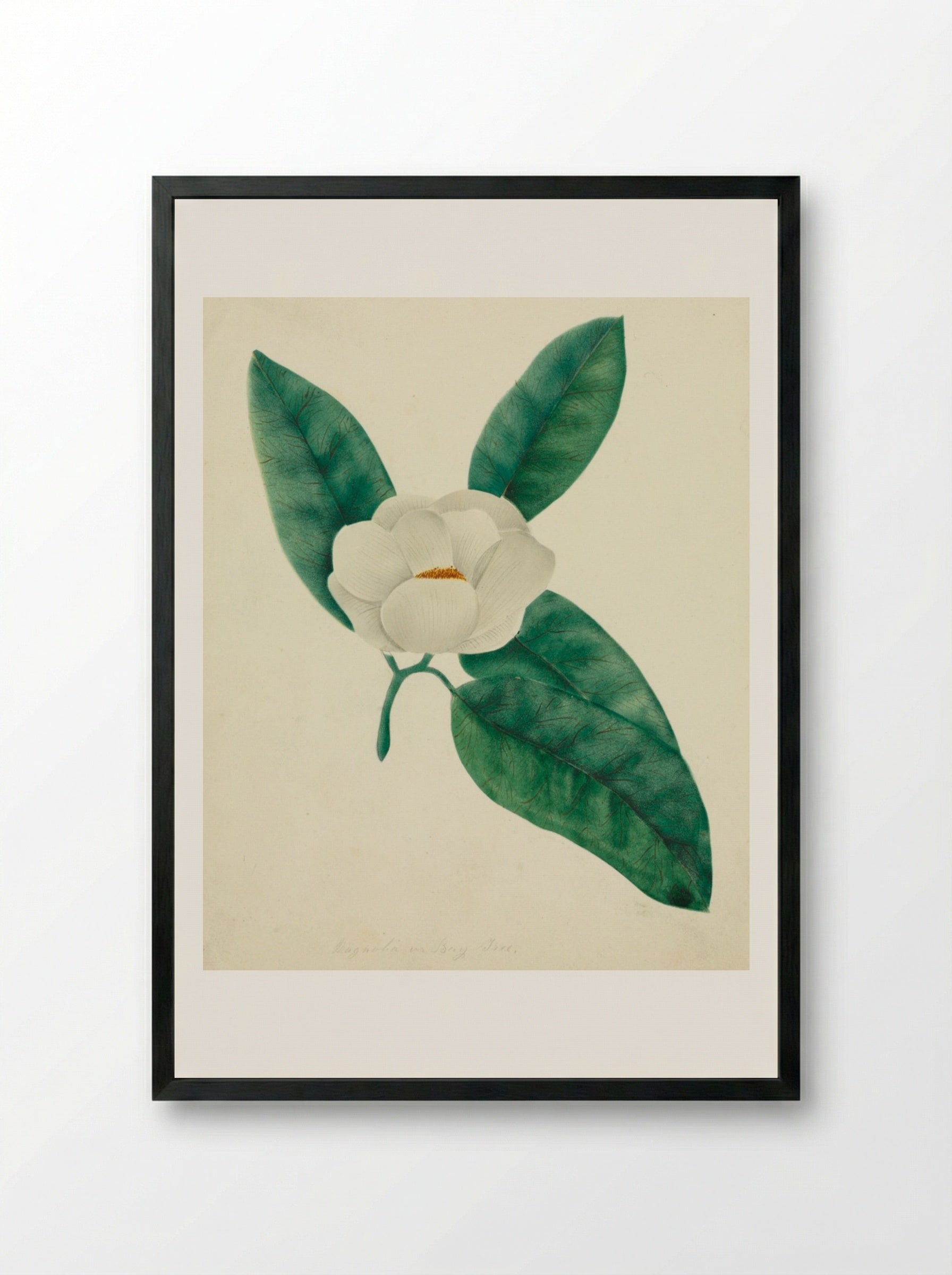 Magnolia - Mary Altha Nims - Framed Print Black