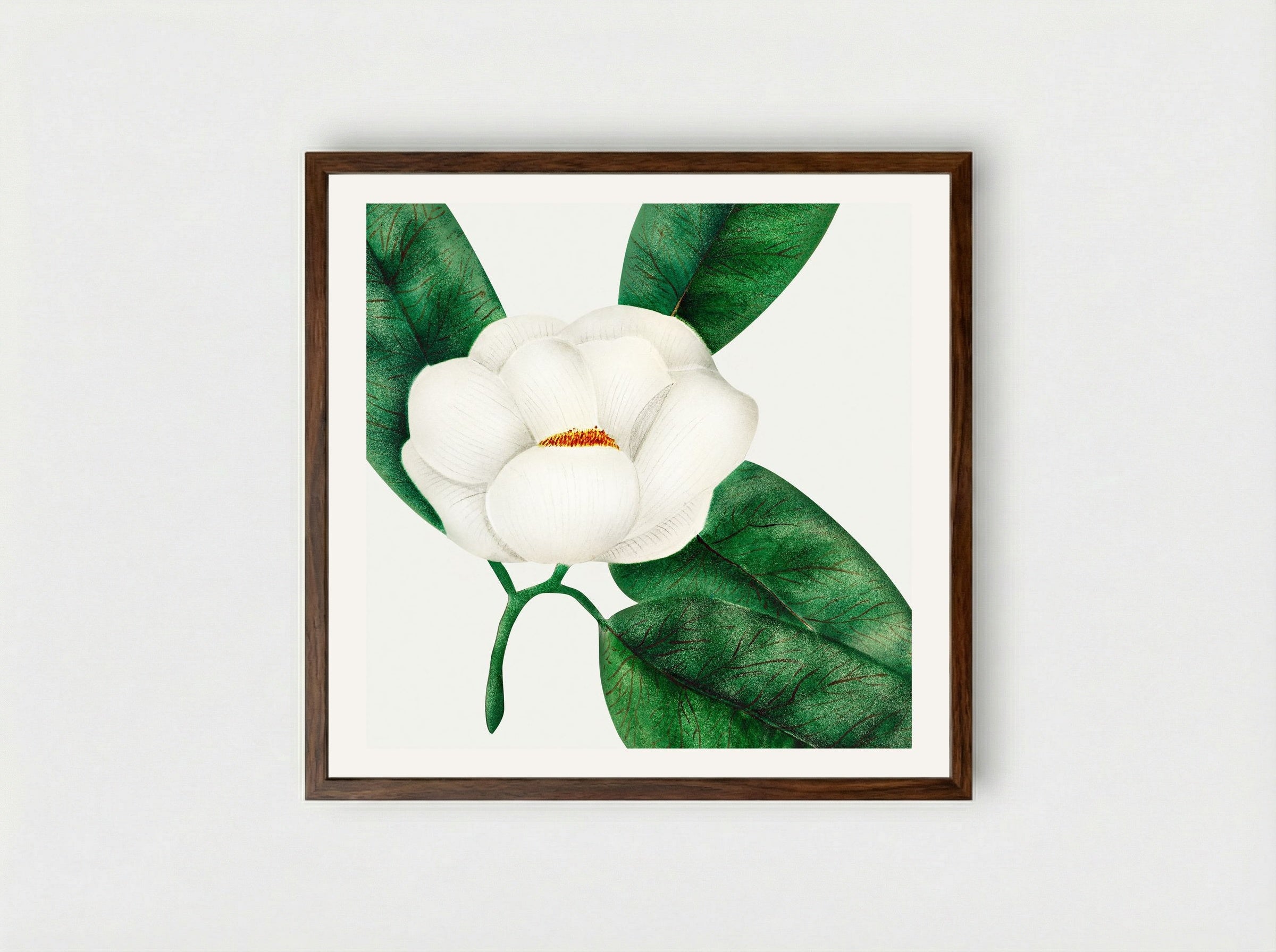 Magnolia - Mary Altha Nims - Framed Print Dark Wood