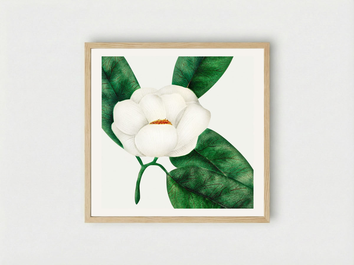 Magnolia - Mary Altha Nims - Framed Print Wood