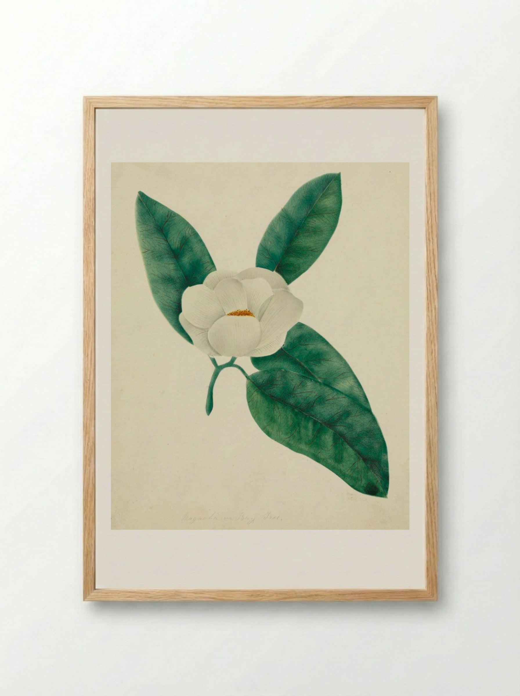 Magnolia - Mary Altha Nims - Framed Print Wood