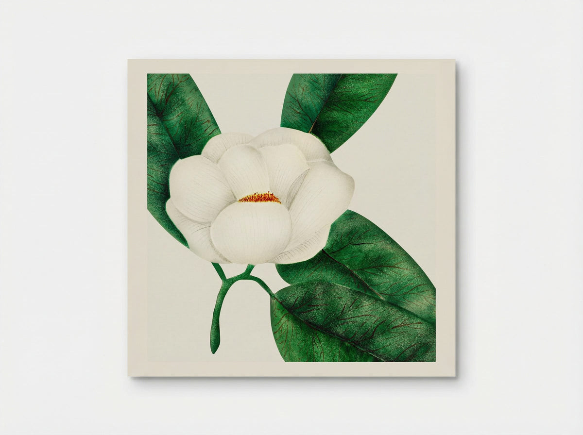 Magnolia - Mary Altha Nims - Poster
