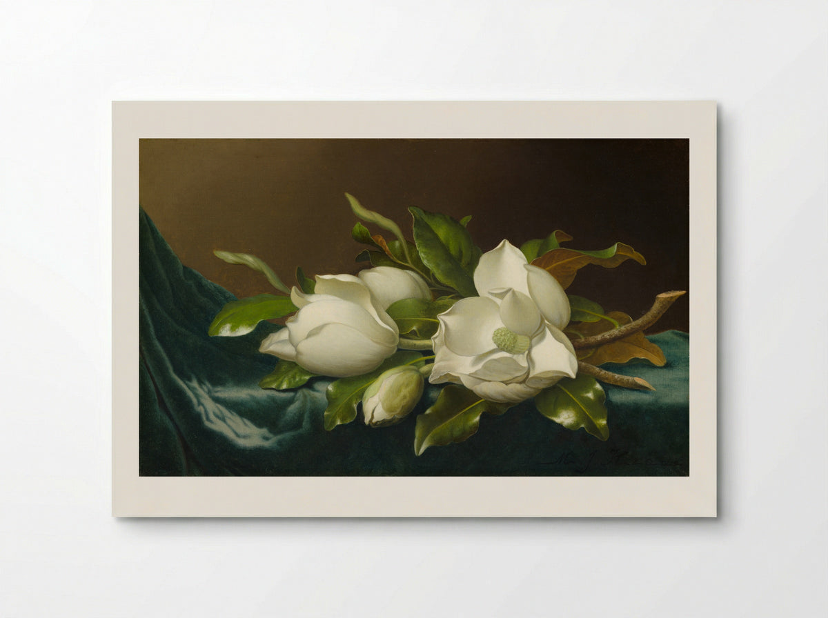 Magnolias on Light Blue Velvet Cloth - Martin Johnson Heade - Poster