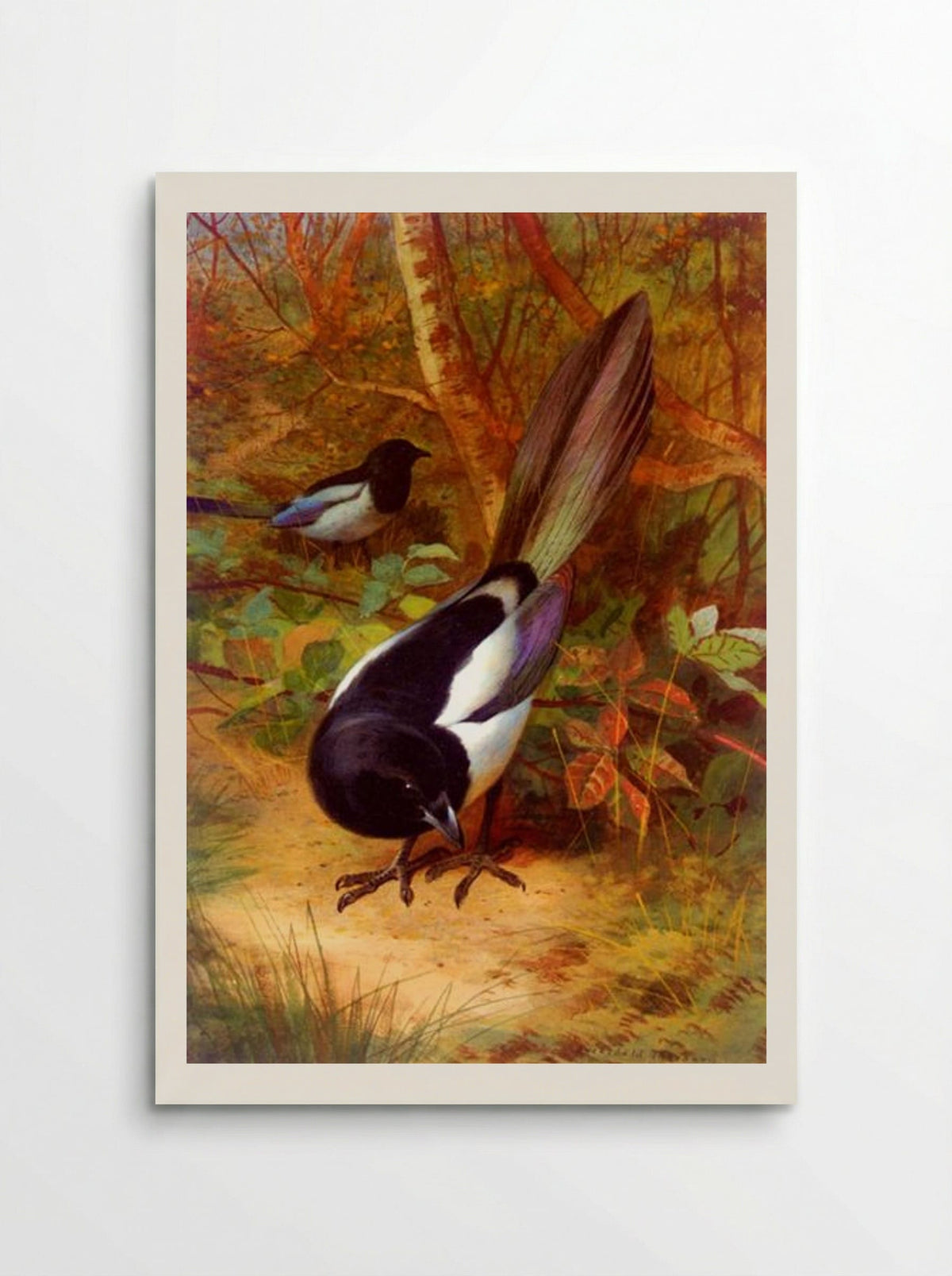 Magpies - Archibald Thorburn - Poster