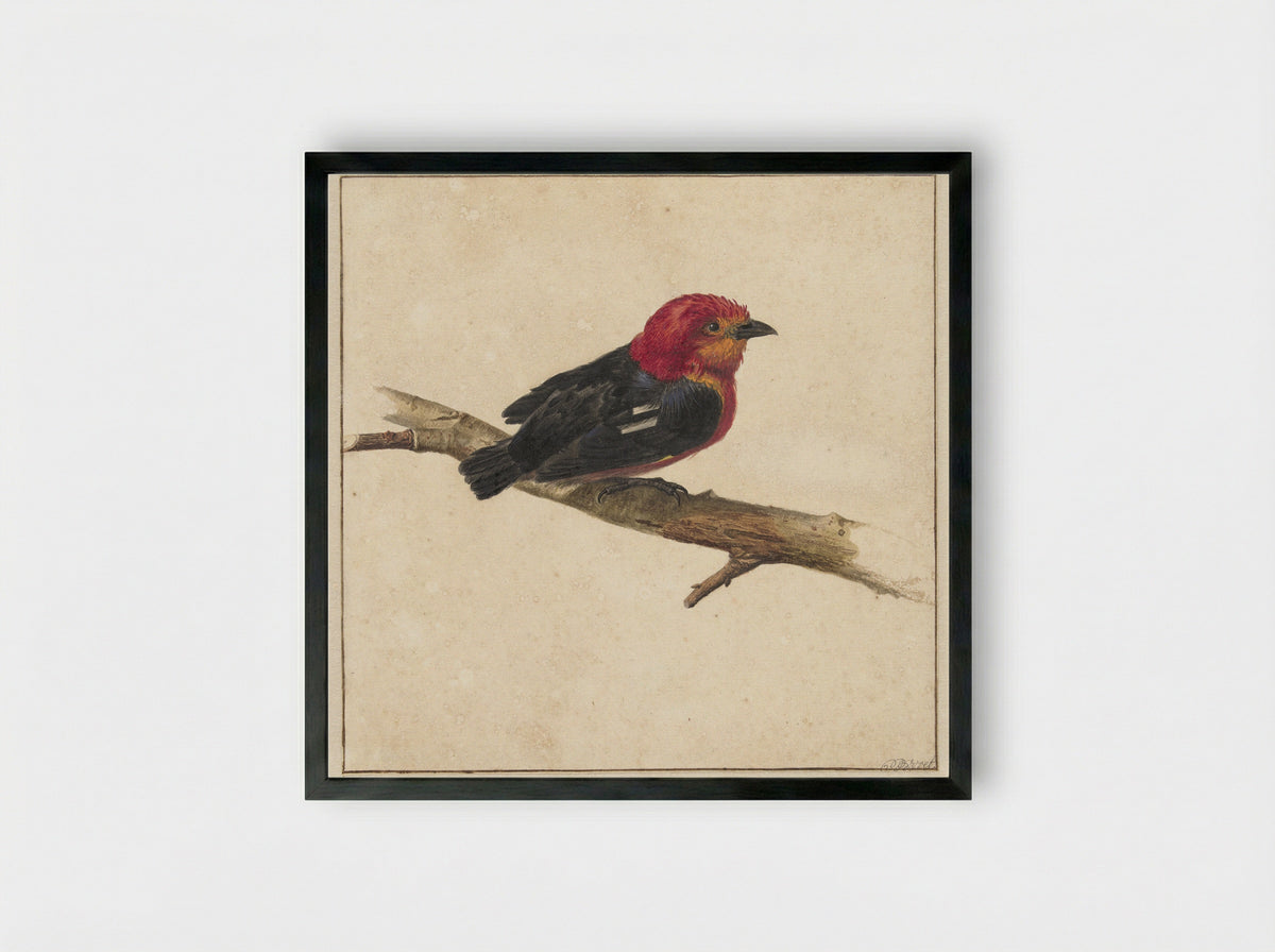 Manakin, de Surinaamse vogel Pipra Aureola - Carel Borchaert Voet - Framed Print Black