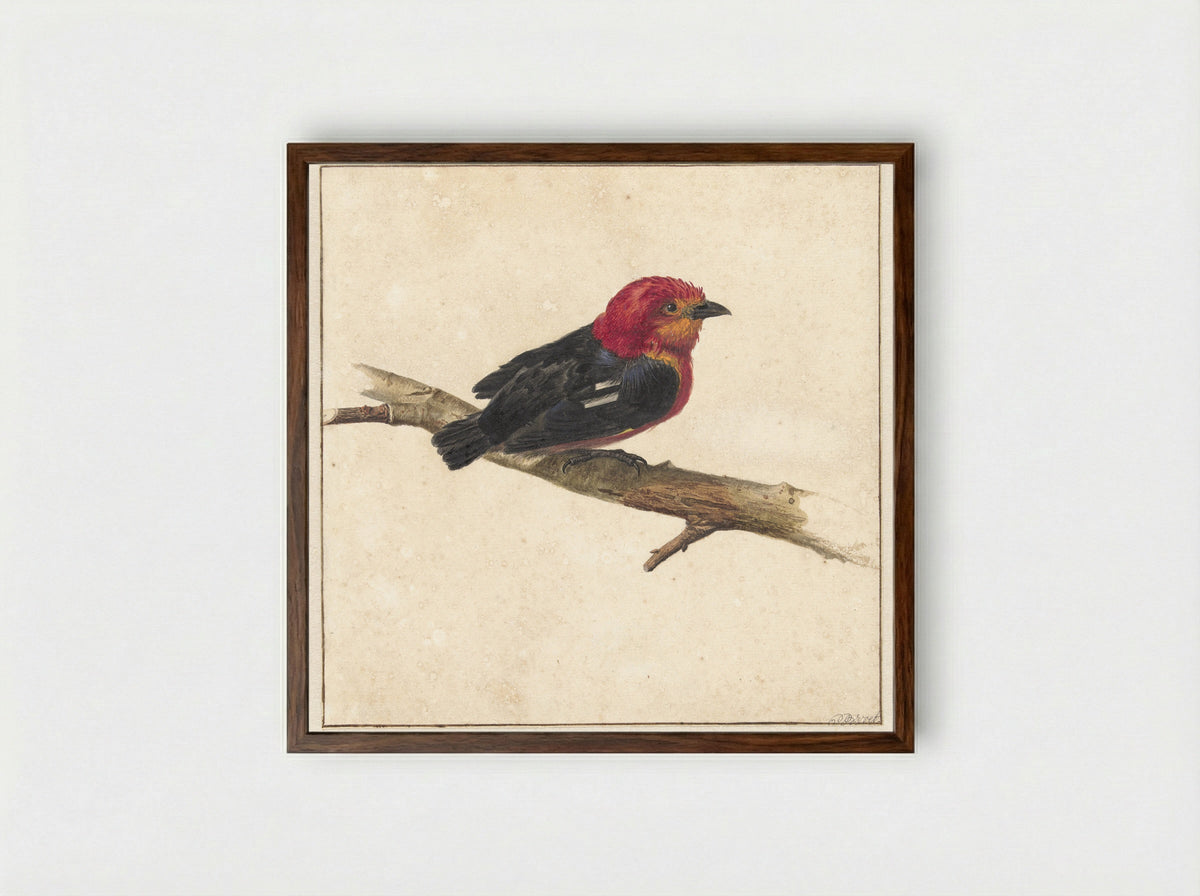 Manakin, de Surinaamse vogel Pipra Aureola - Carel Borchaert Voet - Framed Print Dark Wood