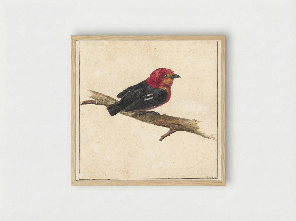 Manakin, de Surinaamse vogel Pipra Aureola - Carel Borchaert Voet - Framed Print Wood