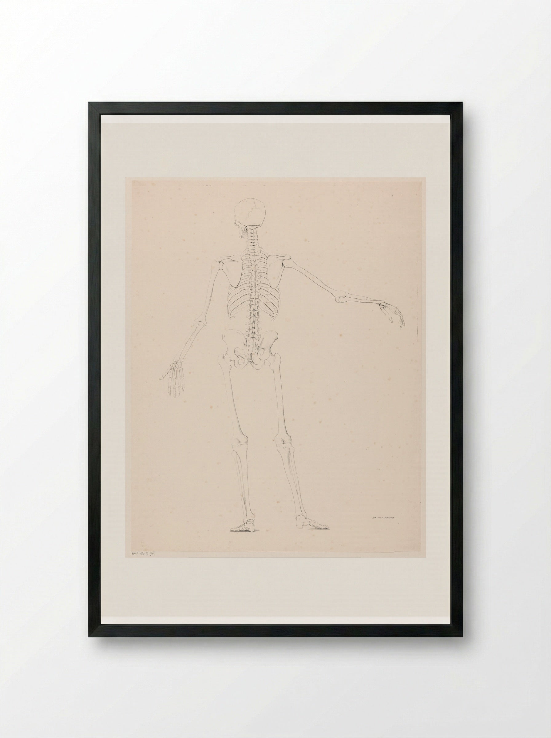 Menselijk skelet op de rug gezien - Jean Augustin Daiwaille - Framed Print Black