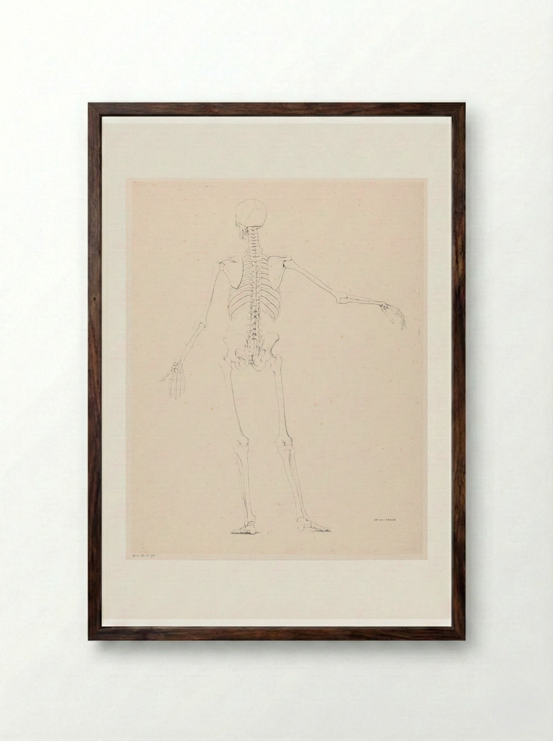 Menselijk skelet op de rug gezien - Jean Augustin Daiwaille - Framed Print Dark Wood