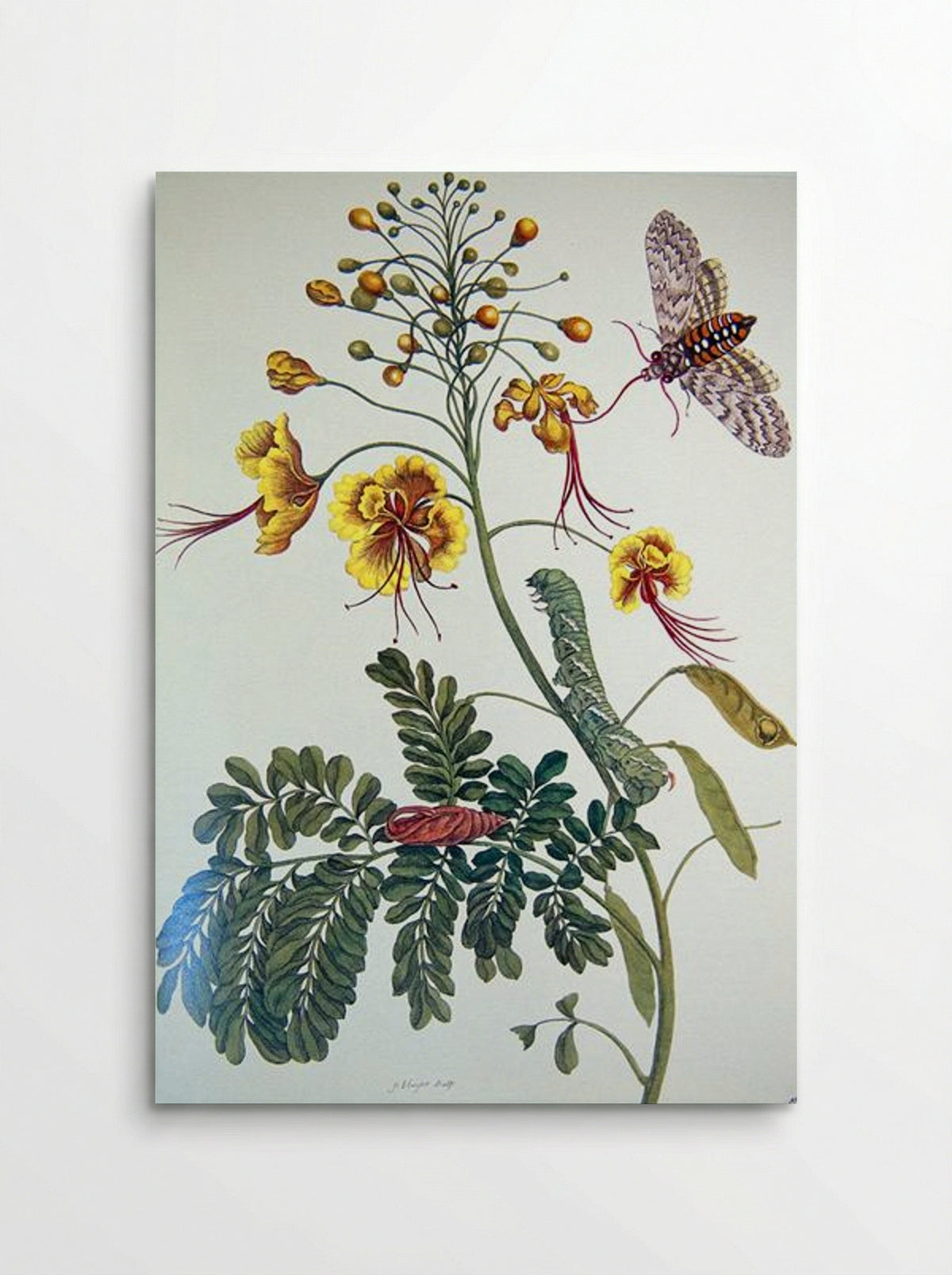 Metamorphosis insectorum Surinamensium, Plate XLV - Maria Sibylla Merian - Poster