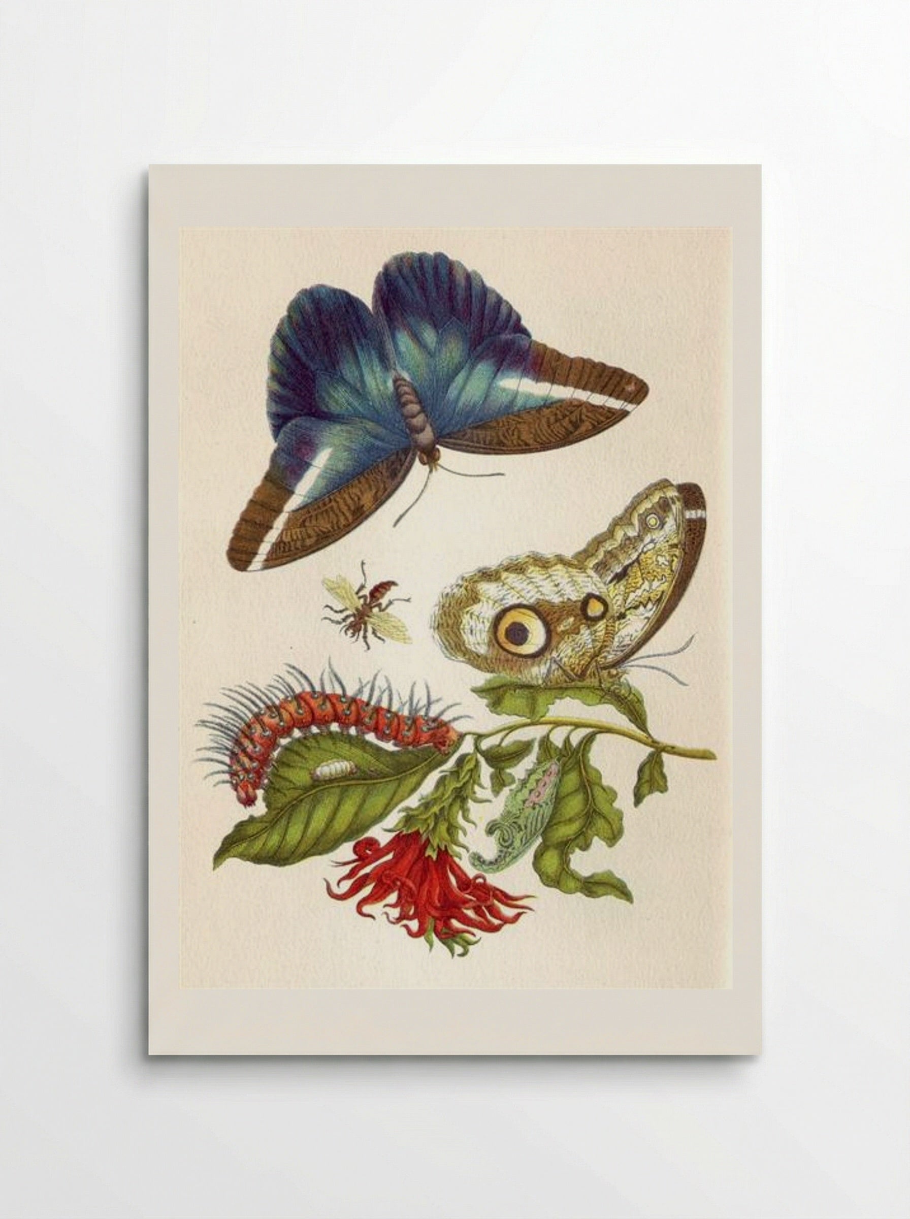 Metamorphosis insectorum Surinamensium - Maria Sibylla Merian - Poster