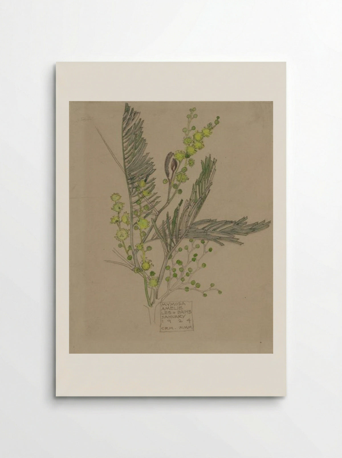 Mimosa, Amélie-les-Bains - Charles Rennie Mackintosh - Poster