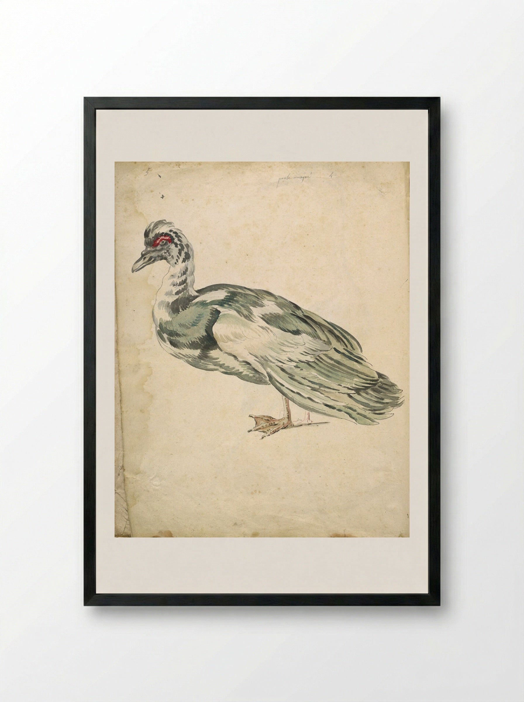 Muscovy Duck - Jean-Baptiste Oudry - Framed Print Black