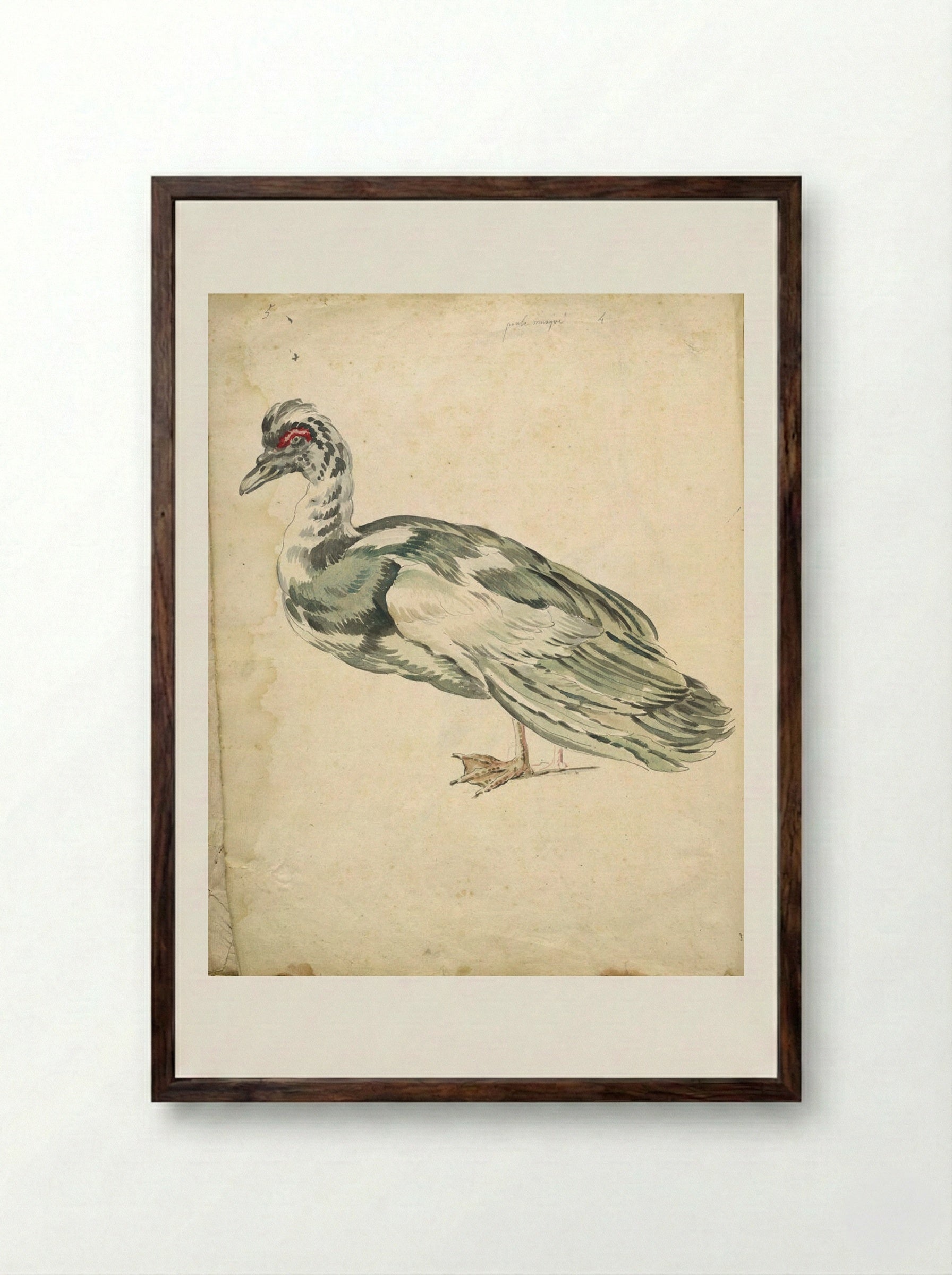 Muscovy Duck - Jean-Baptiste Oudry - Framed Print Dark Wood