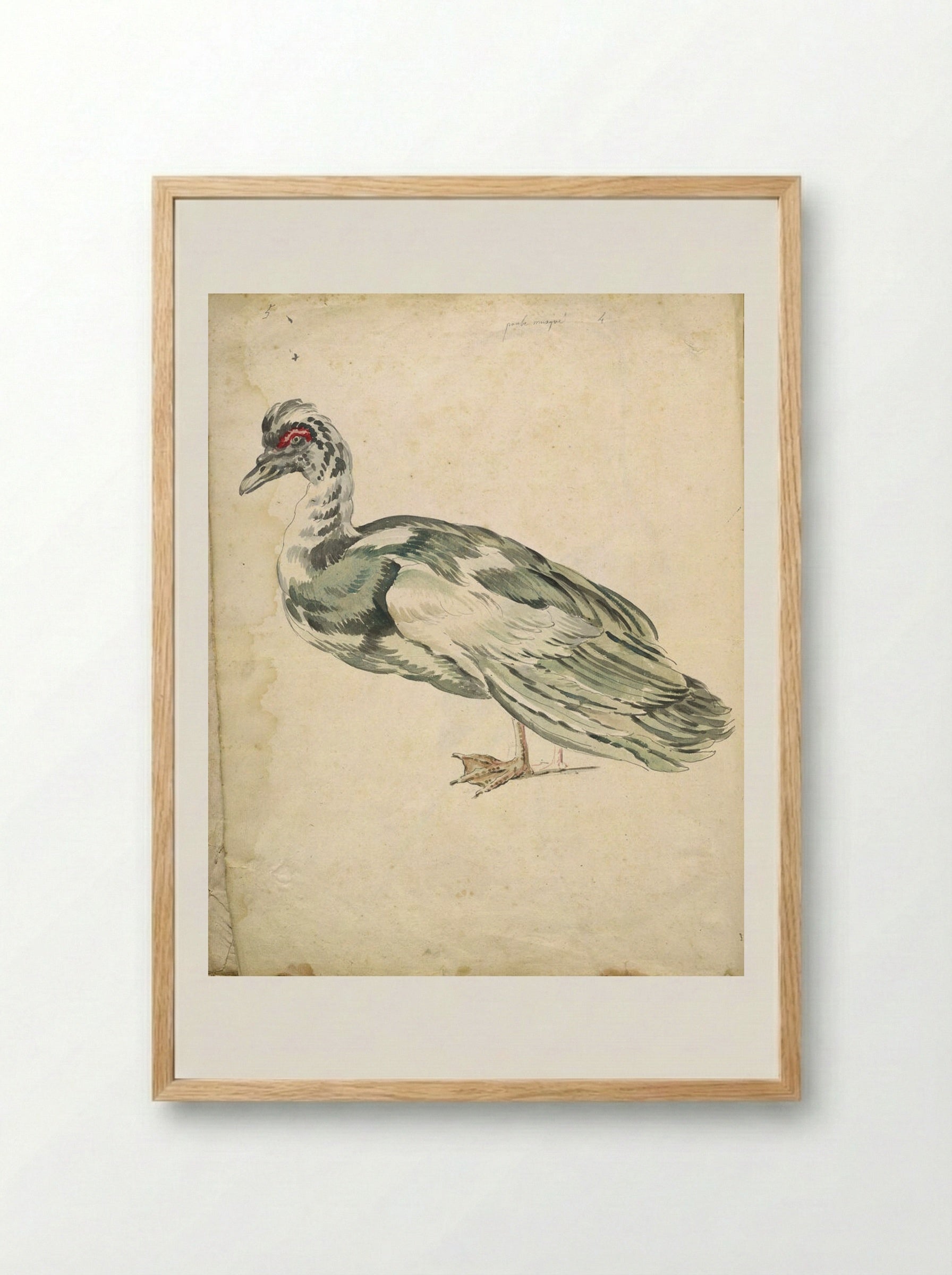 Muscovy Duck - Jean-Baptiste Oudry - Framed Print Wood