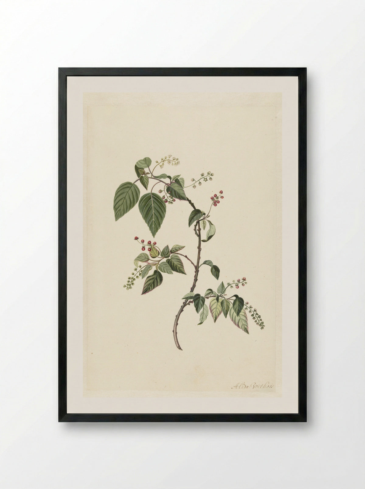 Nandina - Alida Withoos - Framed Print Black