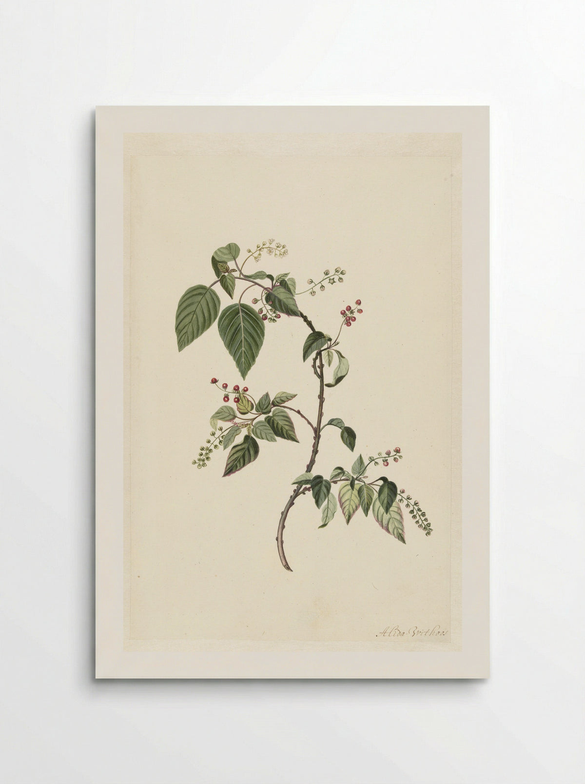Nandina - Alida Withoos - Poster