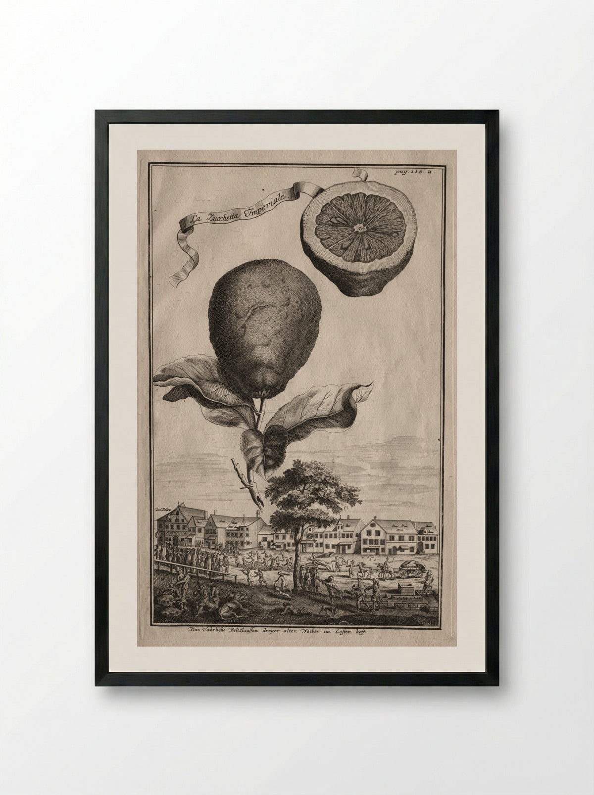 Nurnbergische Hesperides: La Zucchetta Imperiale - Joseph de Montalegre - Framed Print Black