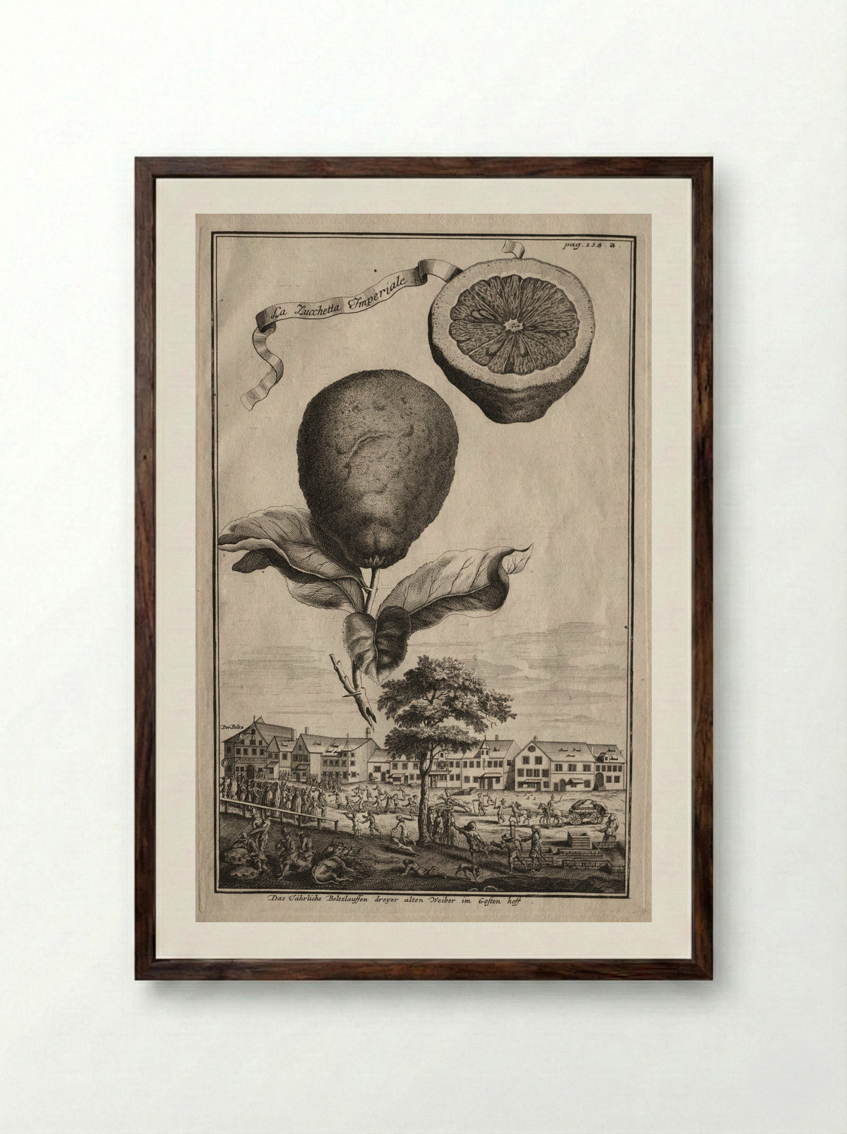 Nurnbergische Hesperides: La Zucchetta Imperiale - Joseph de Montalegre - Framed Print Dark Wood
