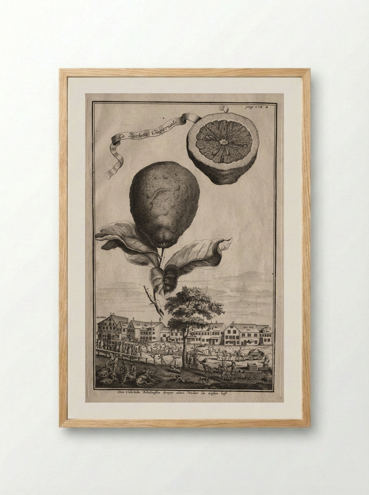 Nurnbergische Hesperides: La Zucchetta Imperiale - Joseph de Montalegre - Framed Print Wood