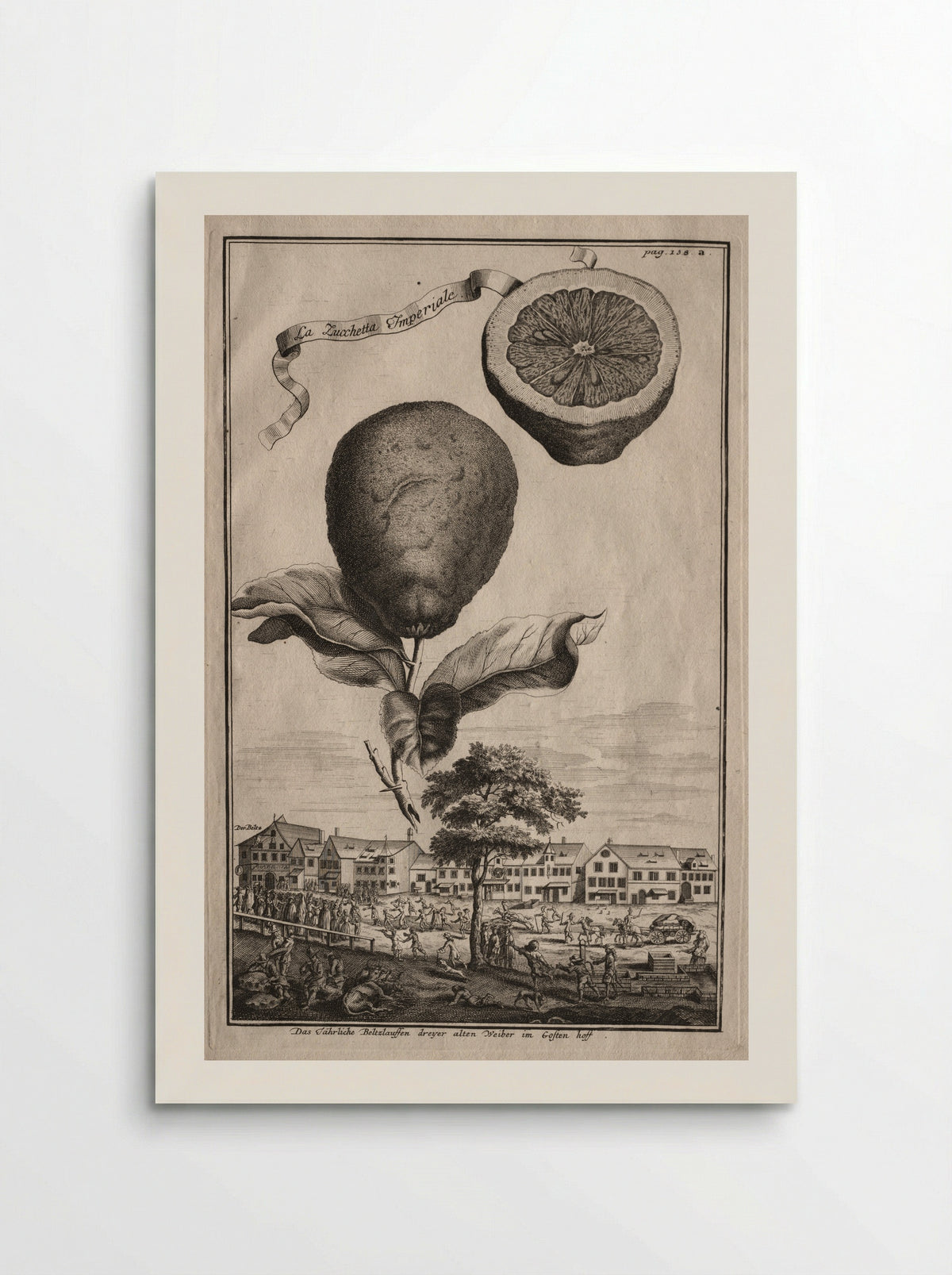 Nurnbergische Hesperides: La Zucchetta Imperiale - Joseph de Montalegre - Poster