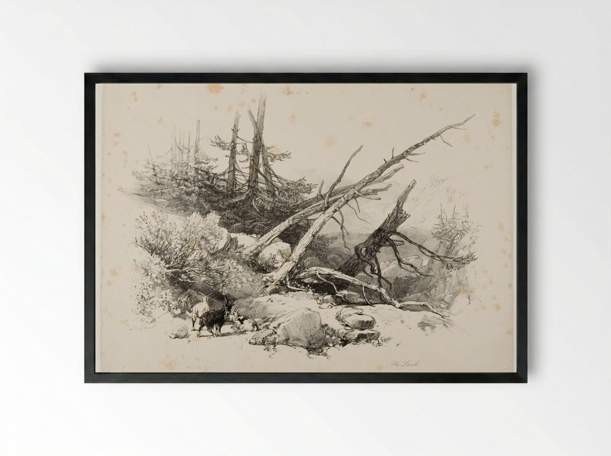 Old Larch - James Duffield Harding - Framed Print Black