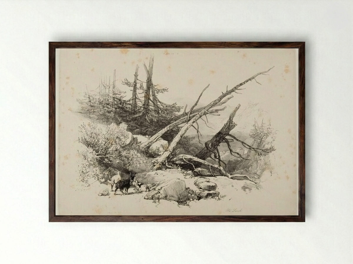 Old Larch - James Duffield Harding - Framed Print Dark Wood